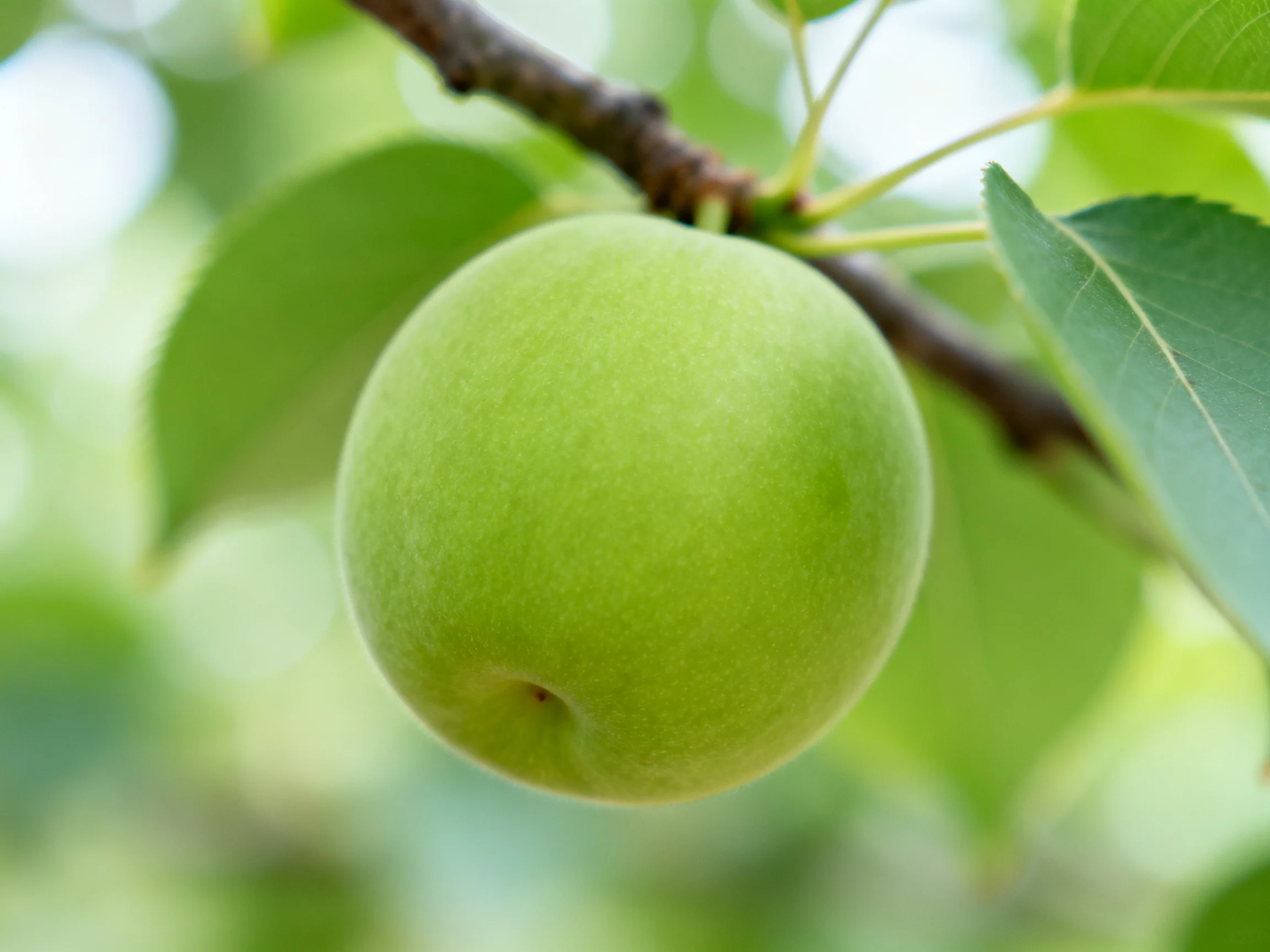A single green apple hangs from a brown tree branch amid green leaves