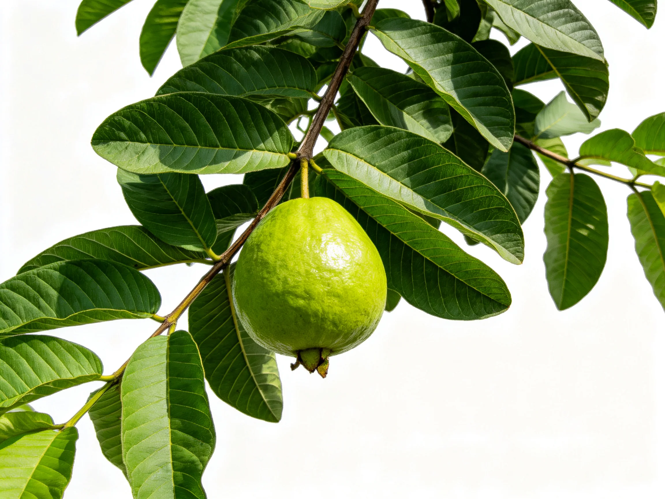 A single green guava hangs among broad glossy leaves