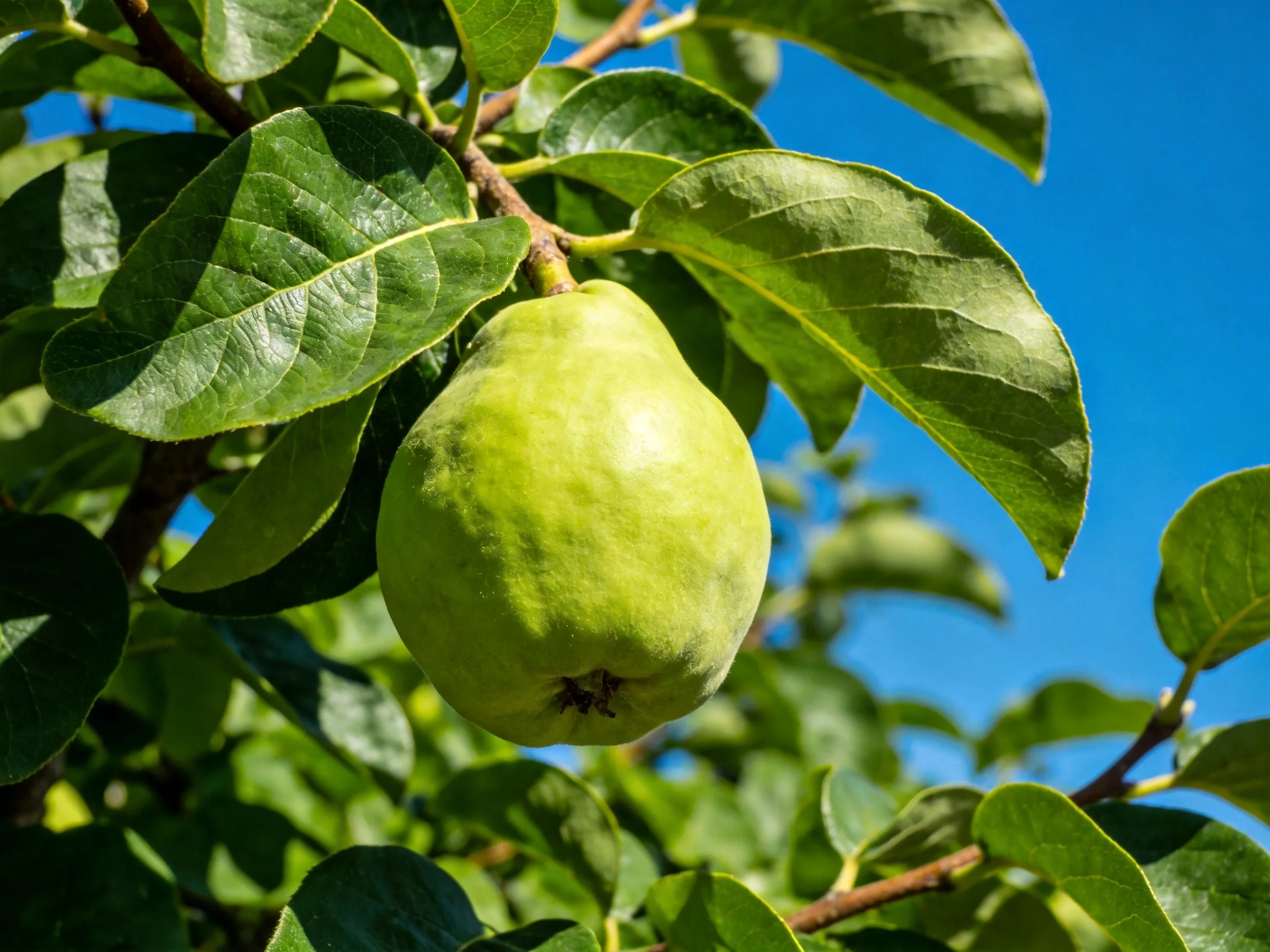 A single green pear - shaped fruit amidst lush leaves under a bright blue sky