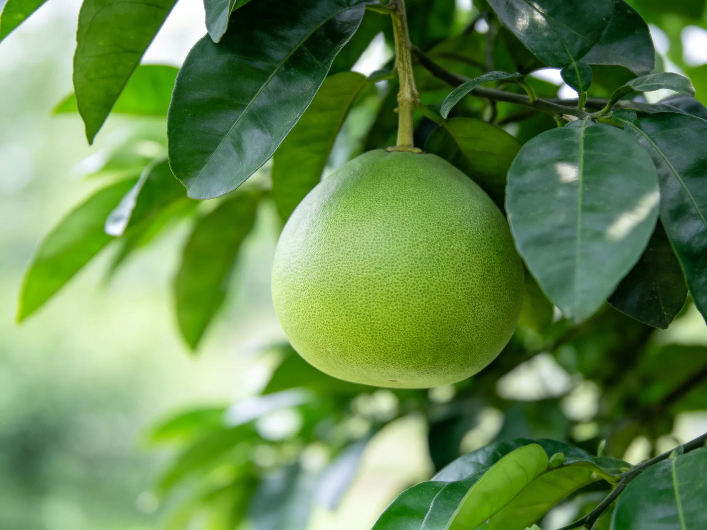 A single large green citrus fruit hangs among glossy dark-green leaves