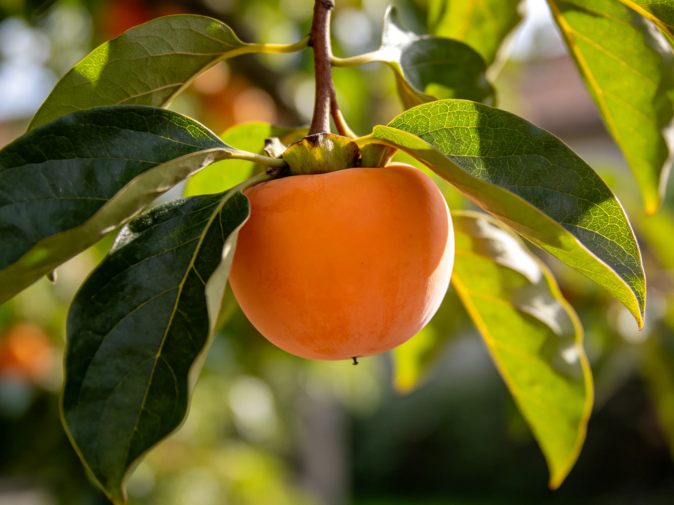 A single orange persimmon hangs among vibrant green leaves
