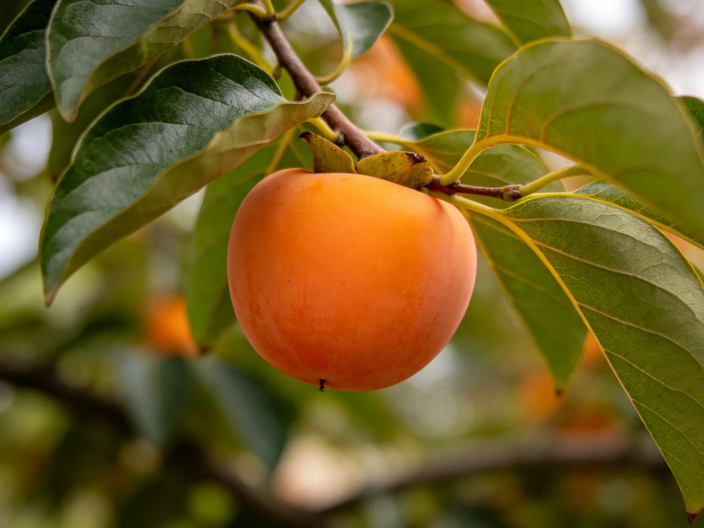 A single orange persimmon ripens on a tree branch with green leaves