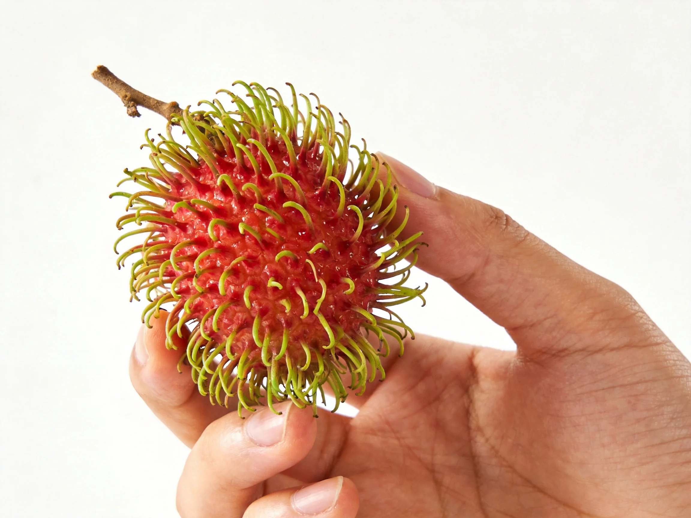 A single rambutan with red flesh and green spines held by fingers