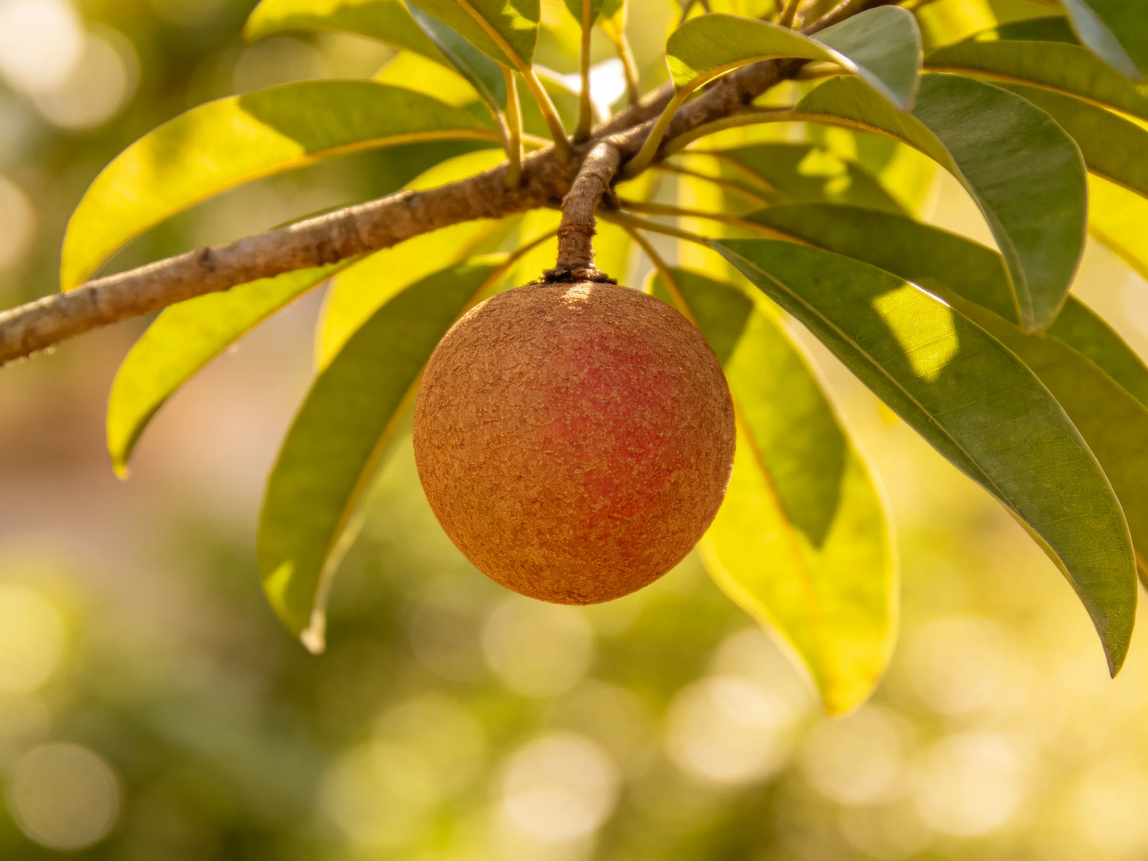 A single reddish-brown fruit hangs from a tree branch with glossy green leaves