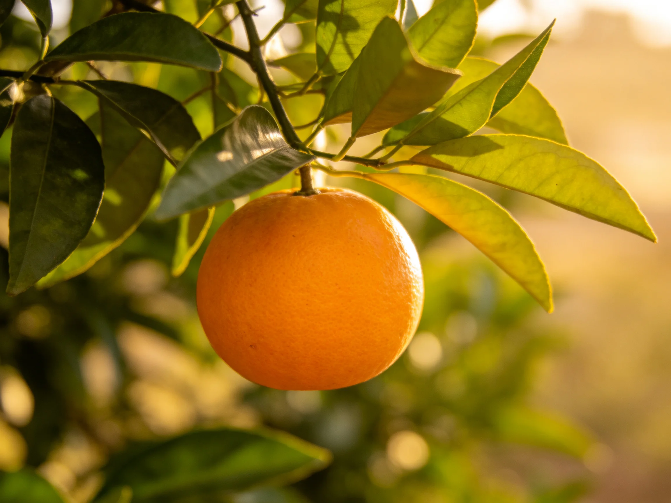 A single ripe orange hangs from a leafy citrus branch
