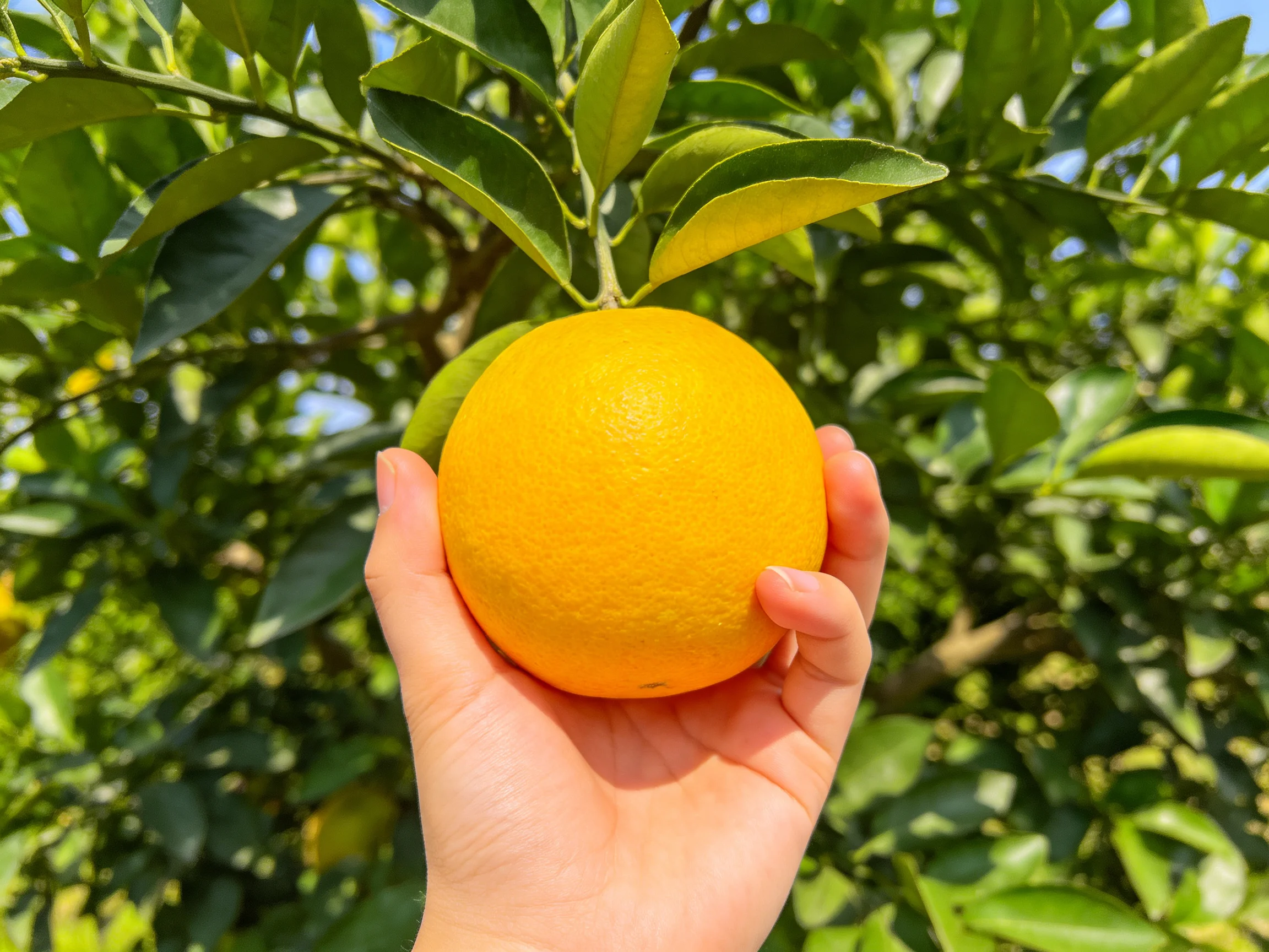 A single ripe orange held in hand amid green citrus foliage