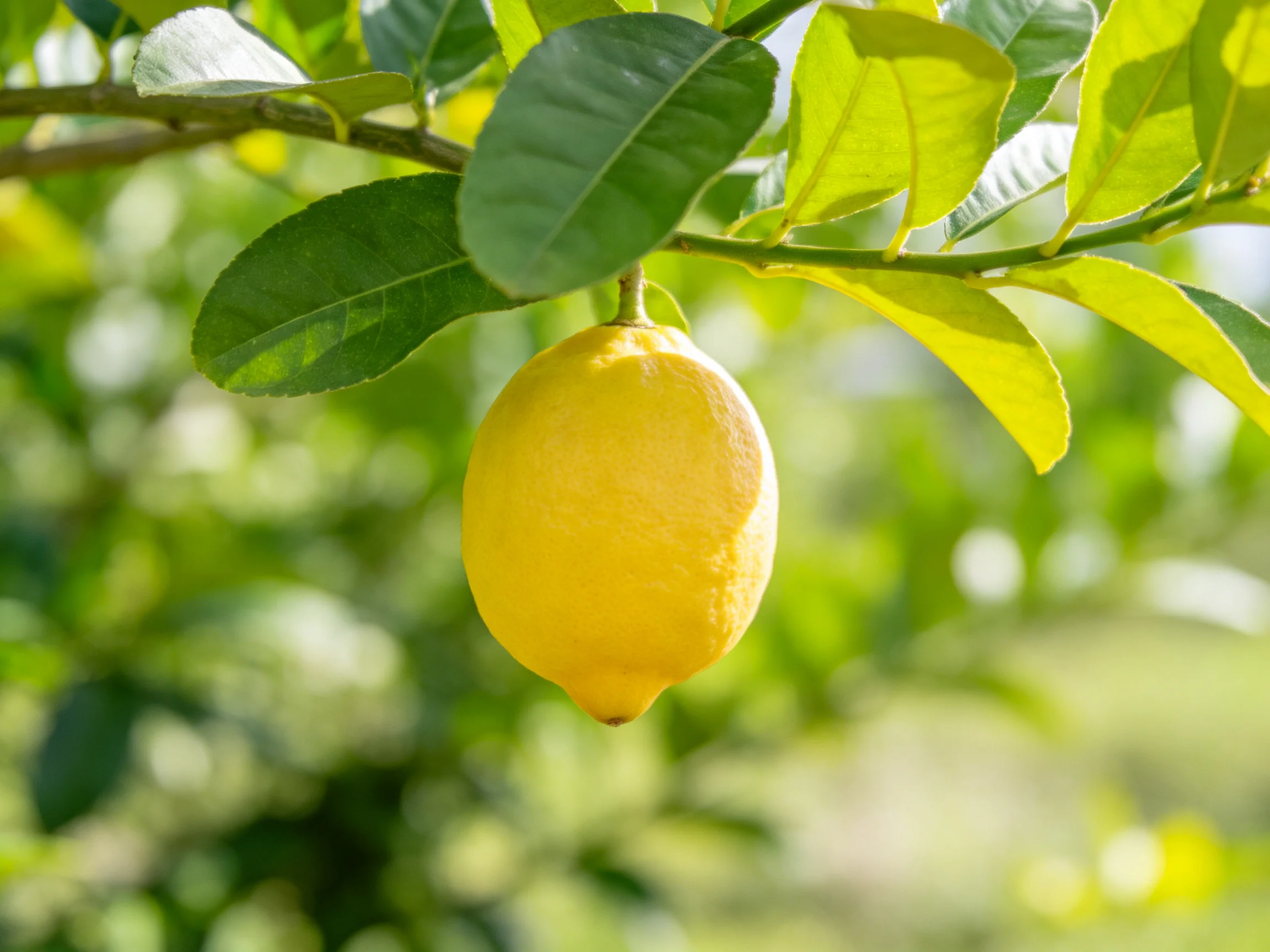 A single ripe yellow lemon hangs from a leafy citrus branch
