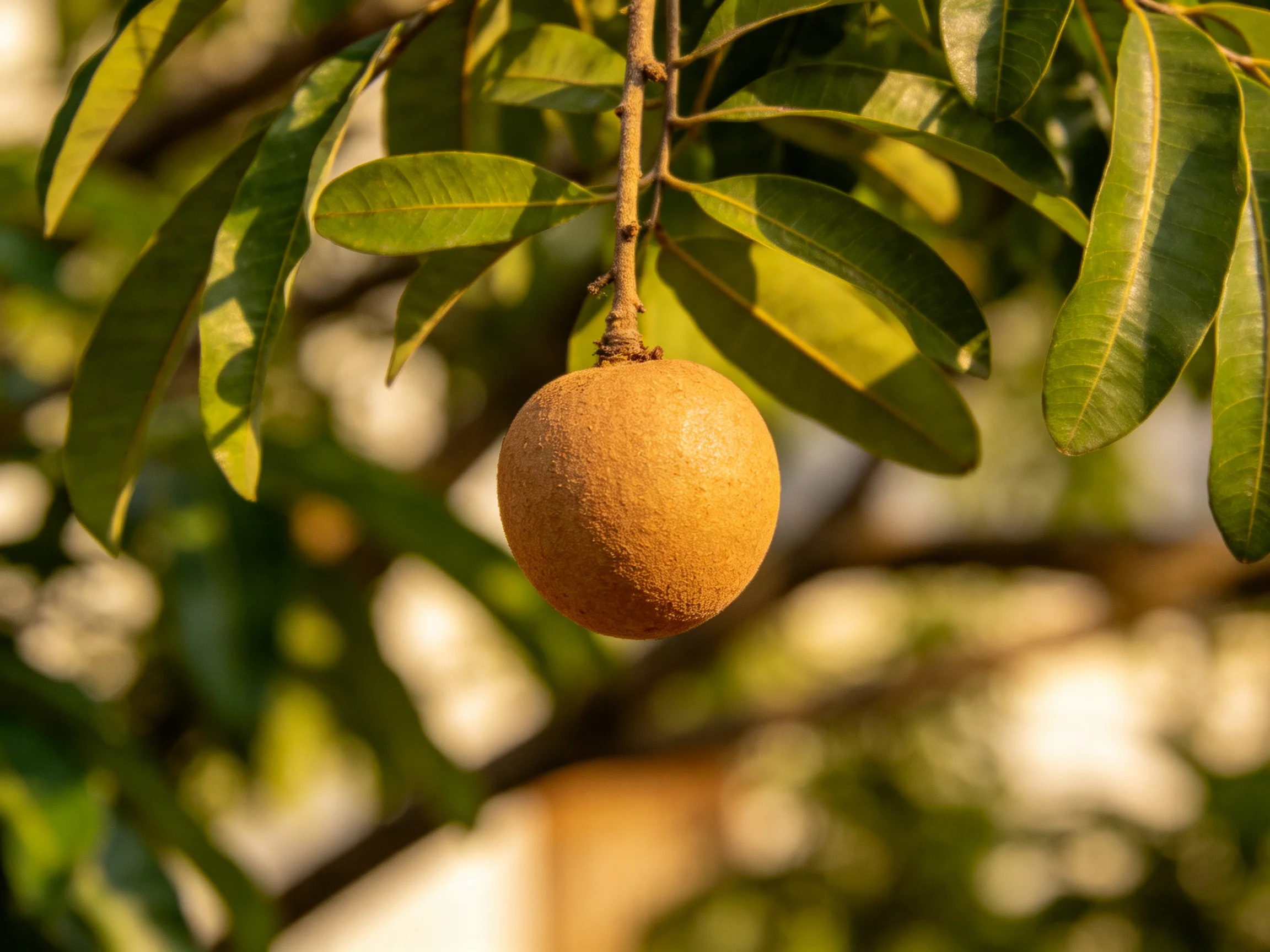 A single round brown fruit dangles among lush green leaves