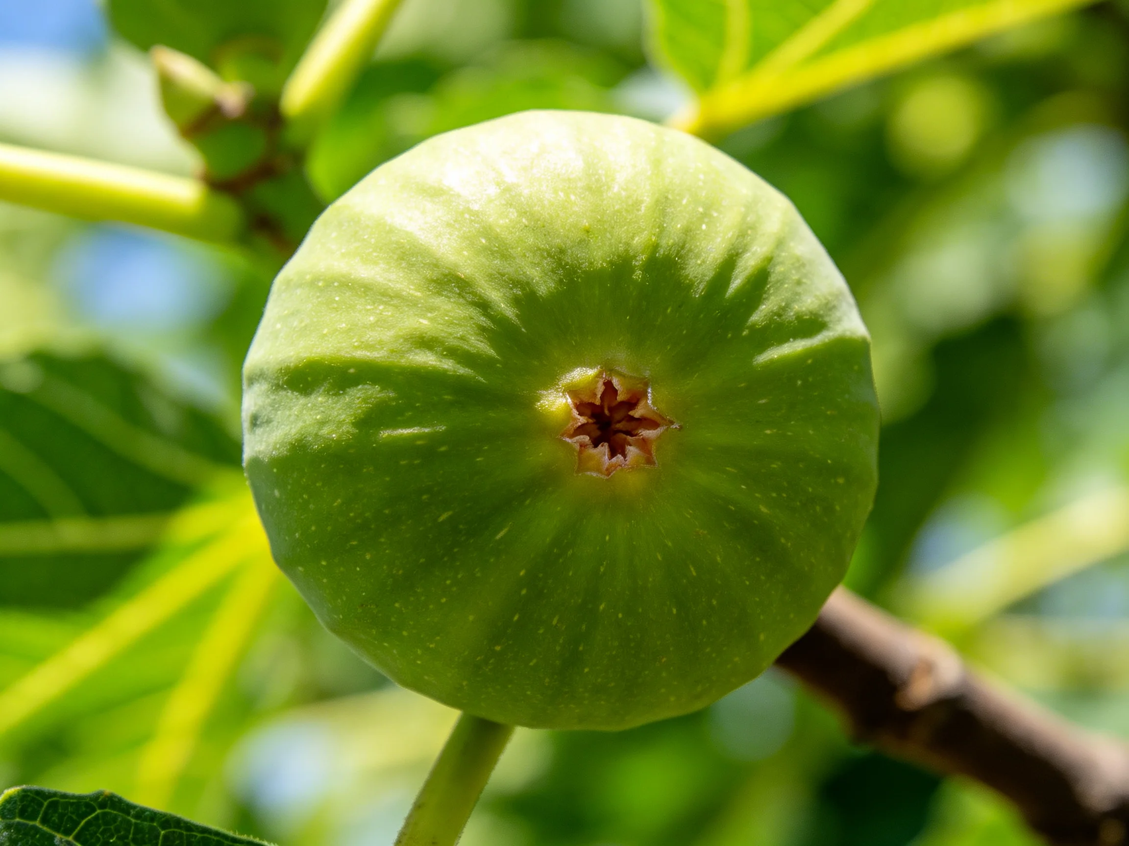 A single unripe green fig attached to a fig tree branch
