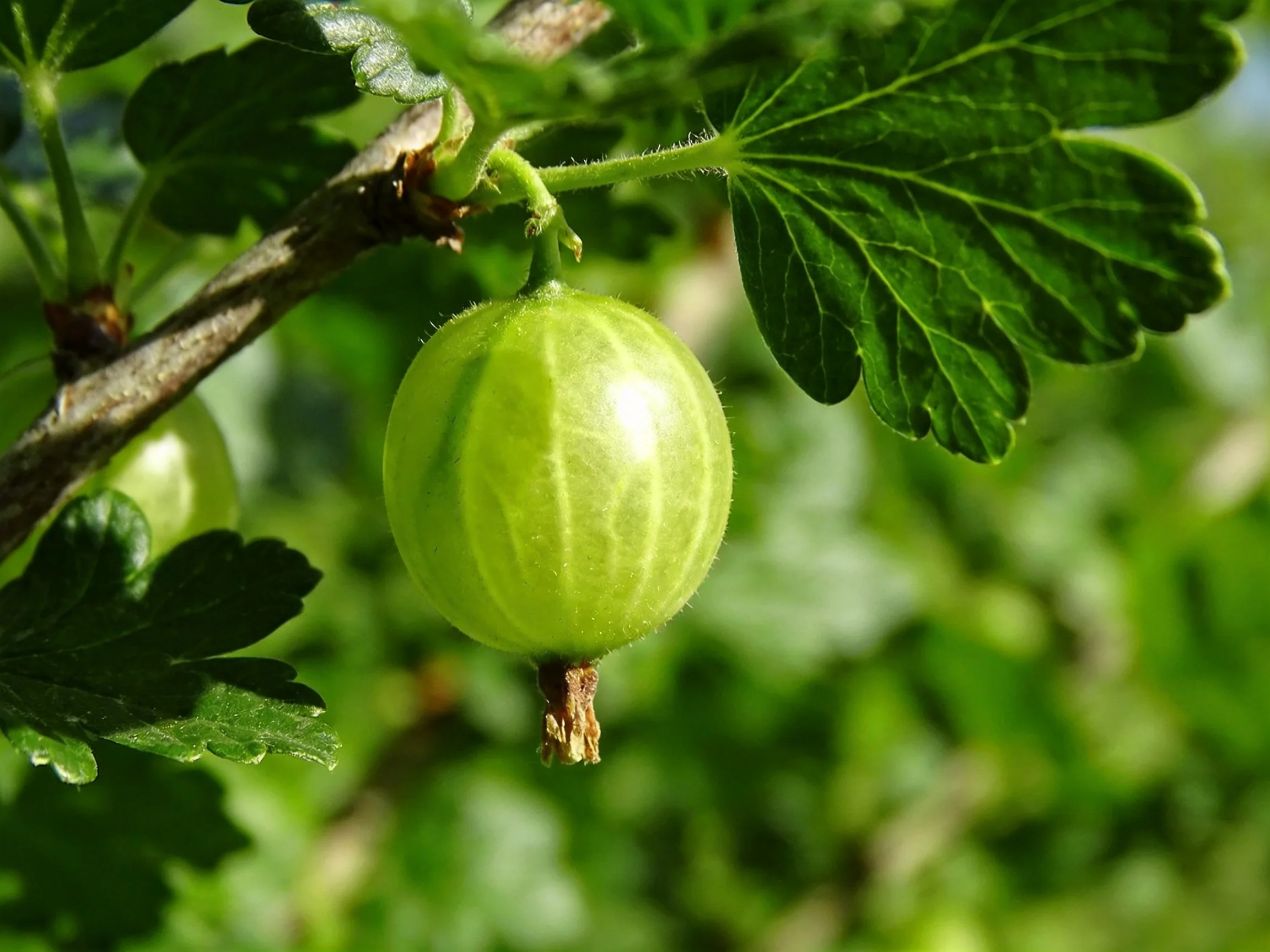 A single vibrant green gooseberry hangs from a leafy branch