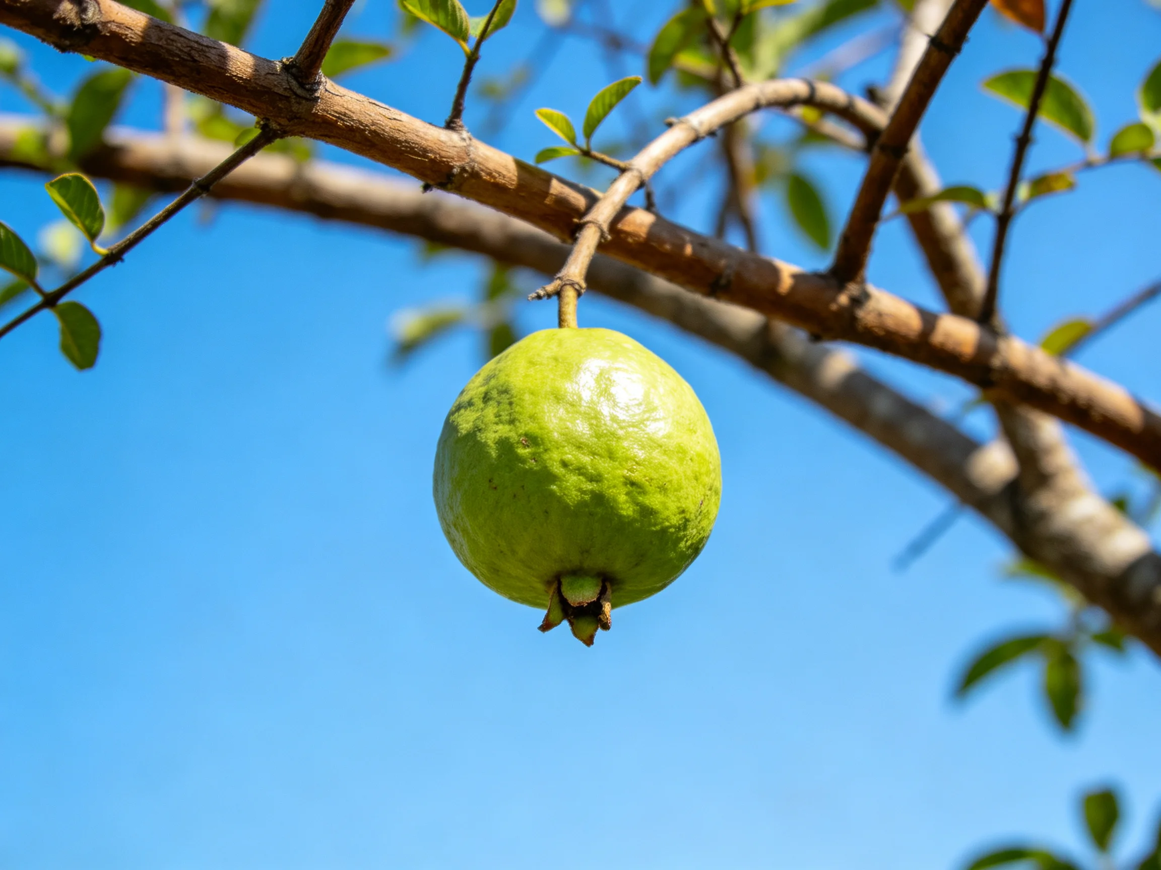 A single vibrant green guava hangs from a brown tree branch under a clear blue sky