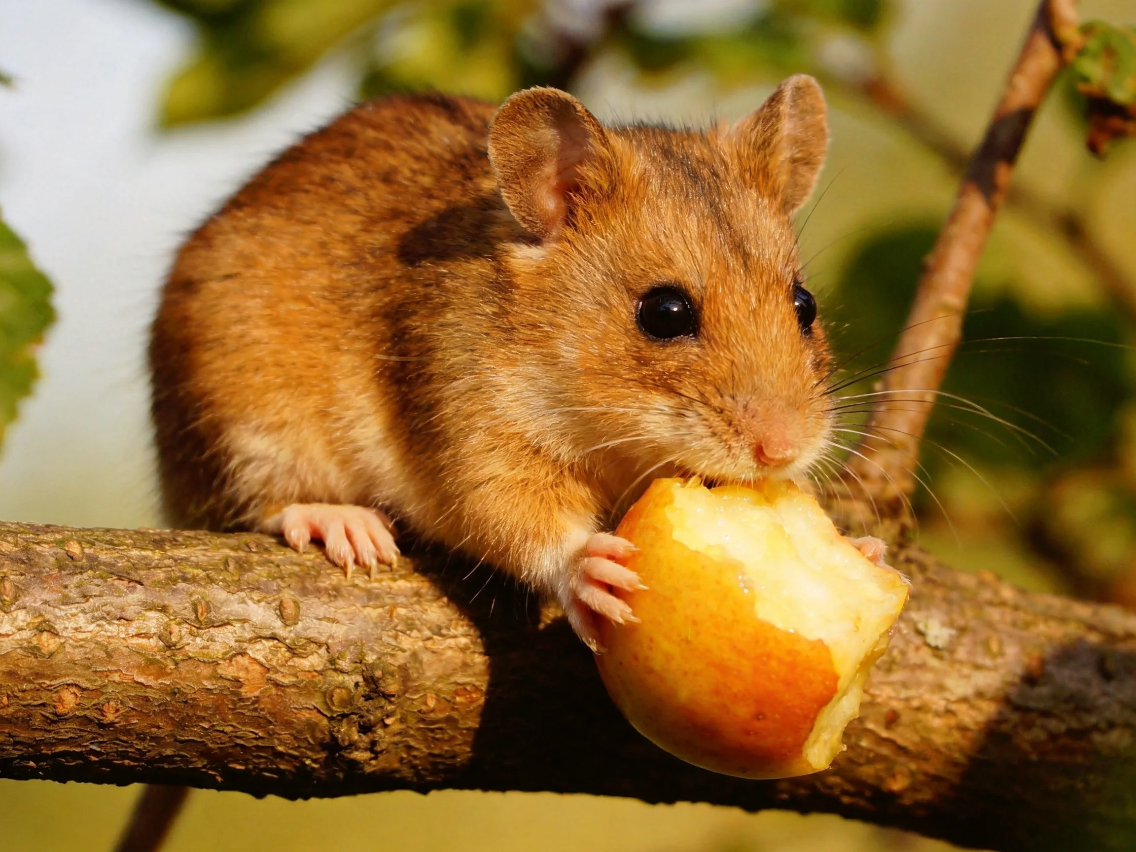 A small brown mouse nibbling a partially eaten apple on a tree branch