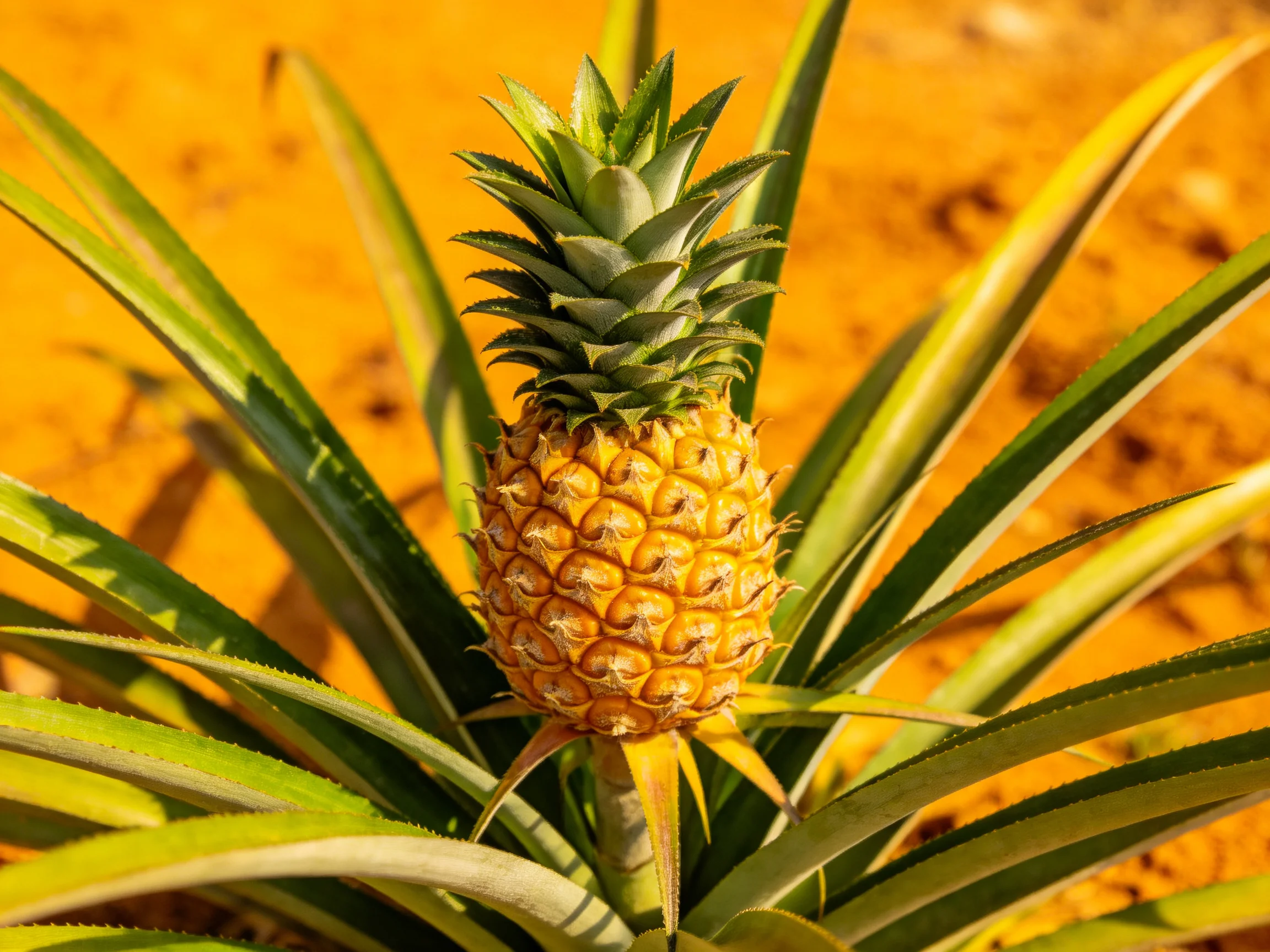 A small golden pineapple surrounded by long green leaves on sandy ground