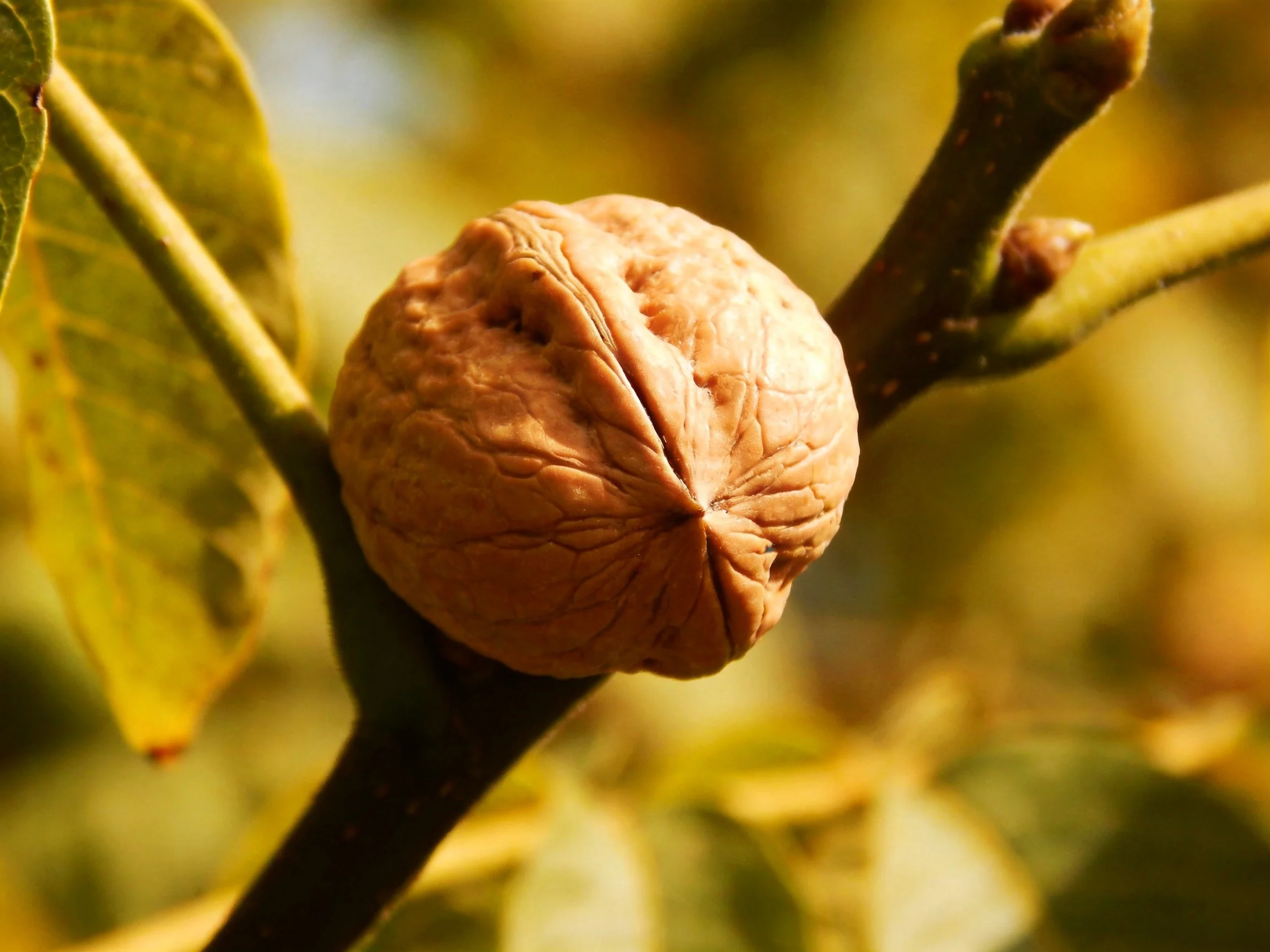 A textured brown walnut on a tree branch with green leaves