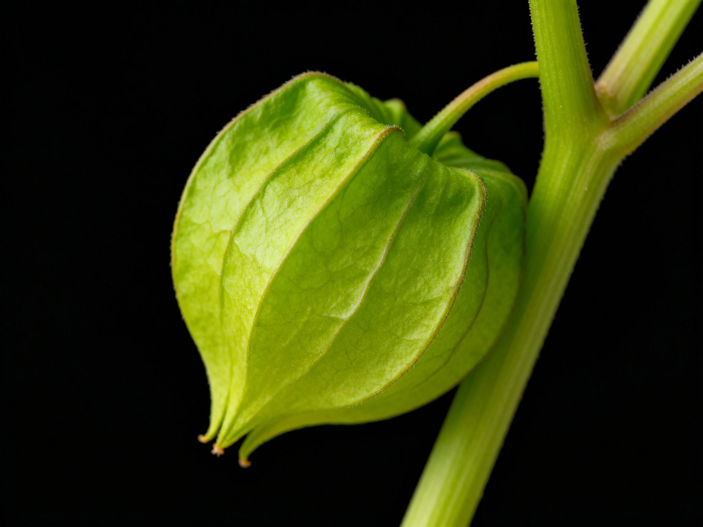 A vibrant green physalis pod attached to a slender stem