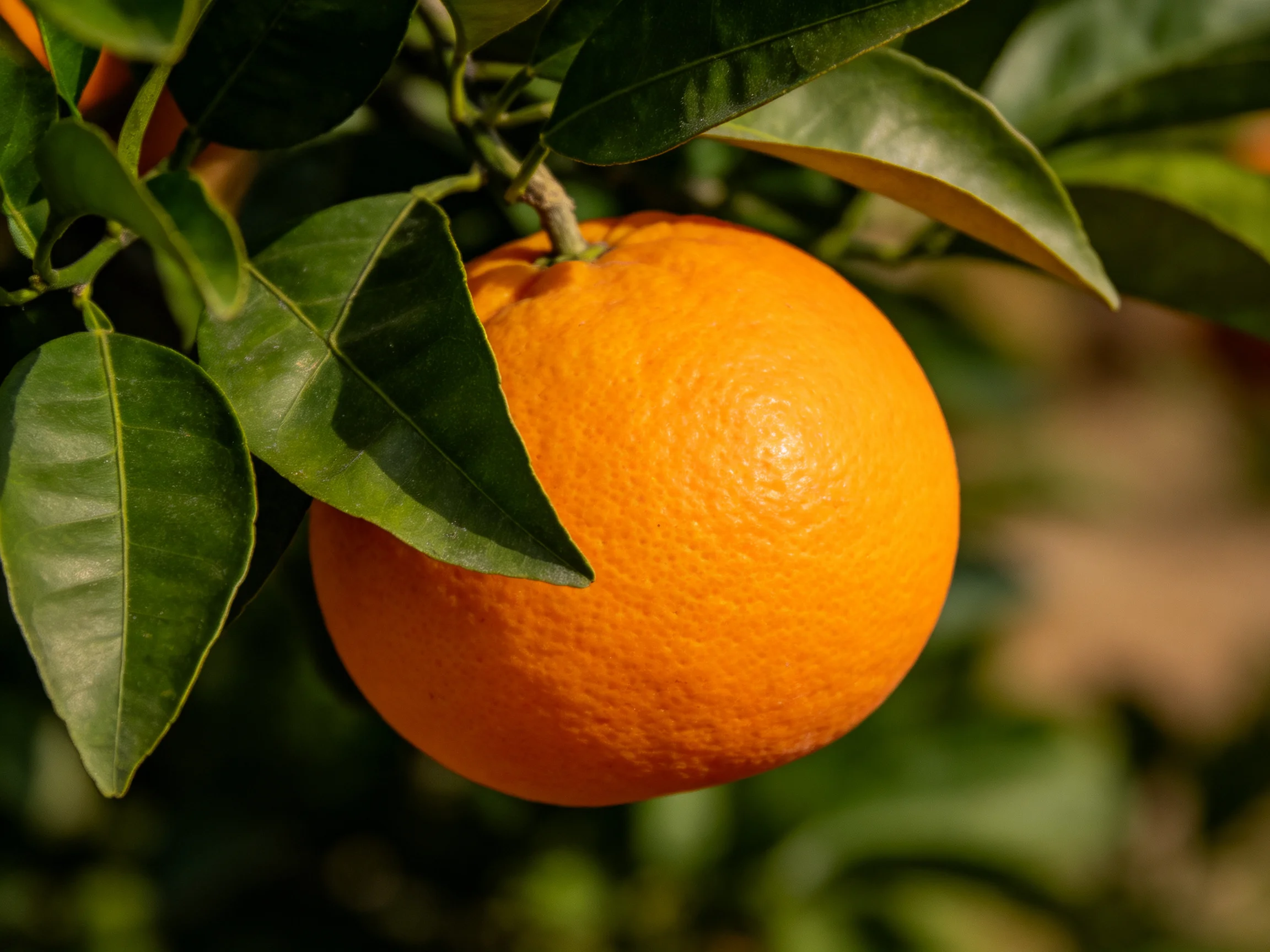 A vibrant orange fruit hangs among glossy green citrus leaves.