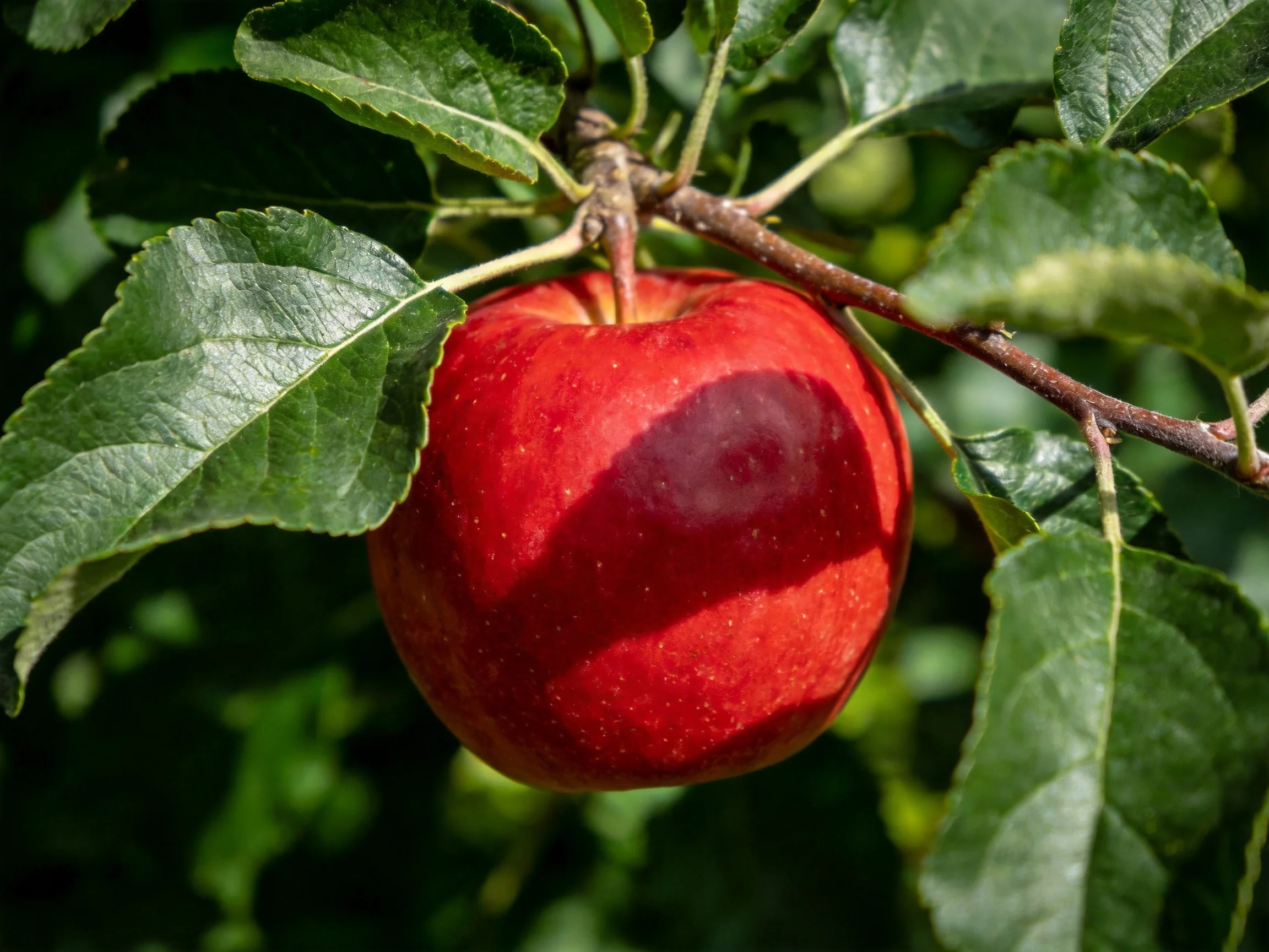 A vibrant red apple hangs from an apple tree branch amid lush green leaves