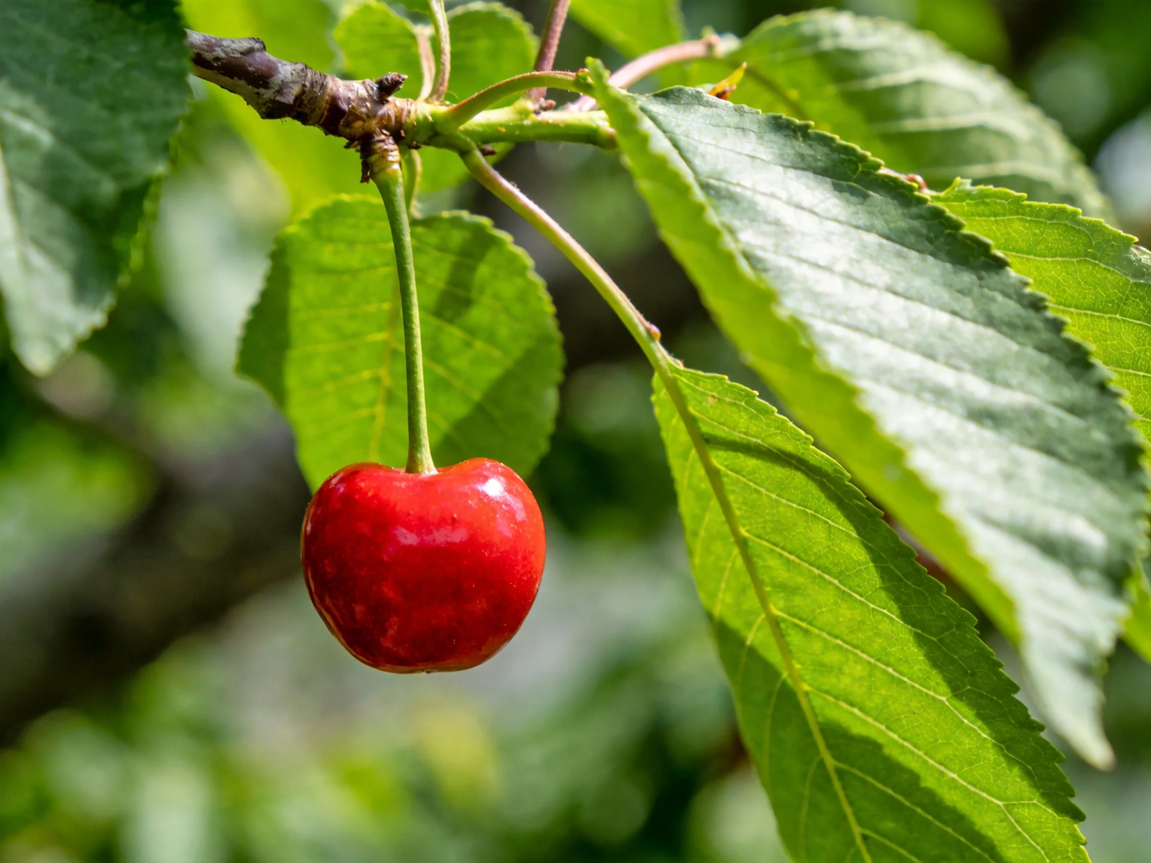A vibrant red cherry hangs from a tree branch amid lush green foliage