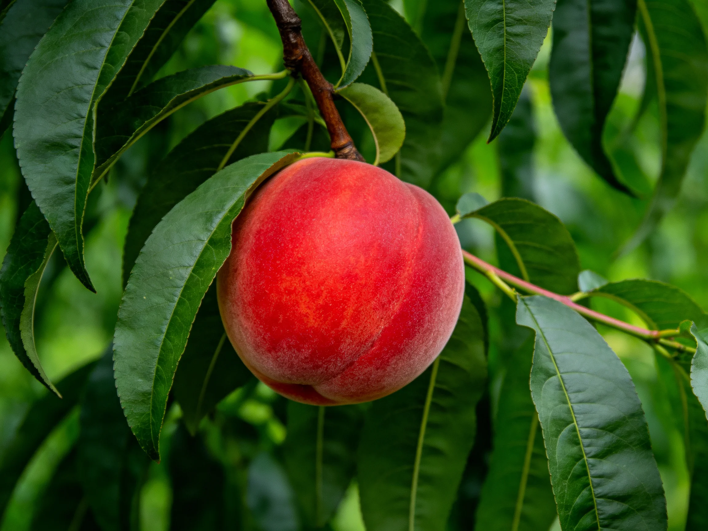 A vibrant red peach hangs from a branch amid lush green foliage.