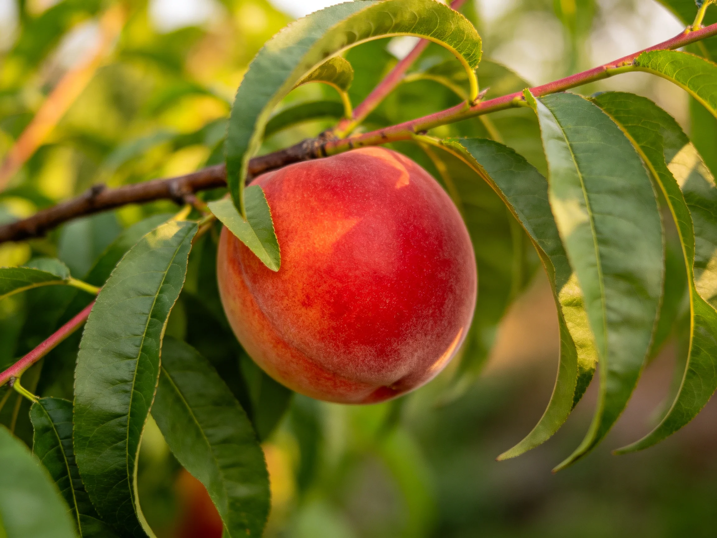 A vibrant red peach hangs from a tree branch amid lush green leaves