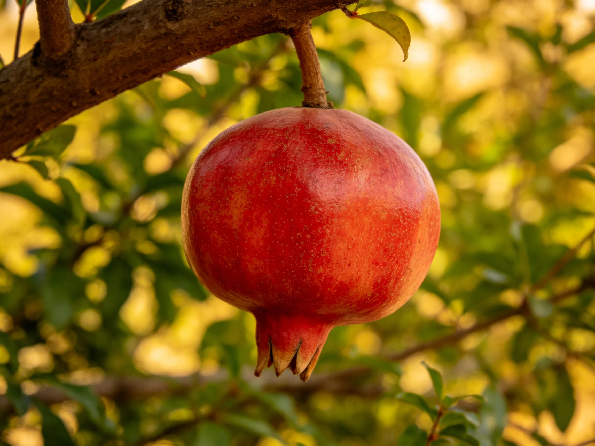 A vibrant red pomegranate hangs from a tree branch amid lush green foliage