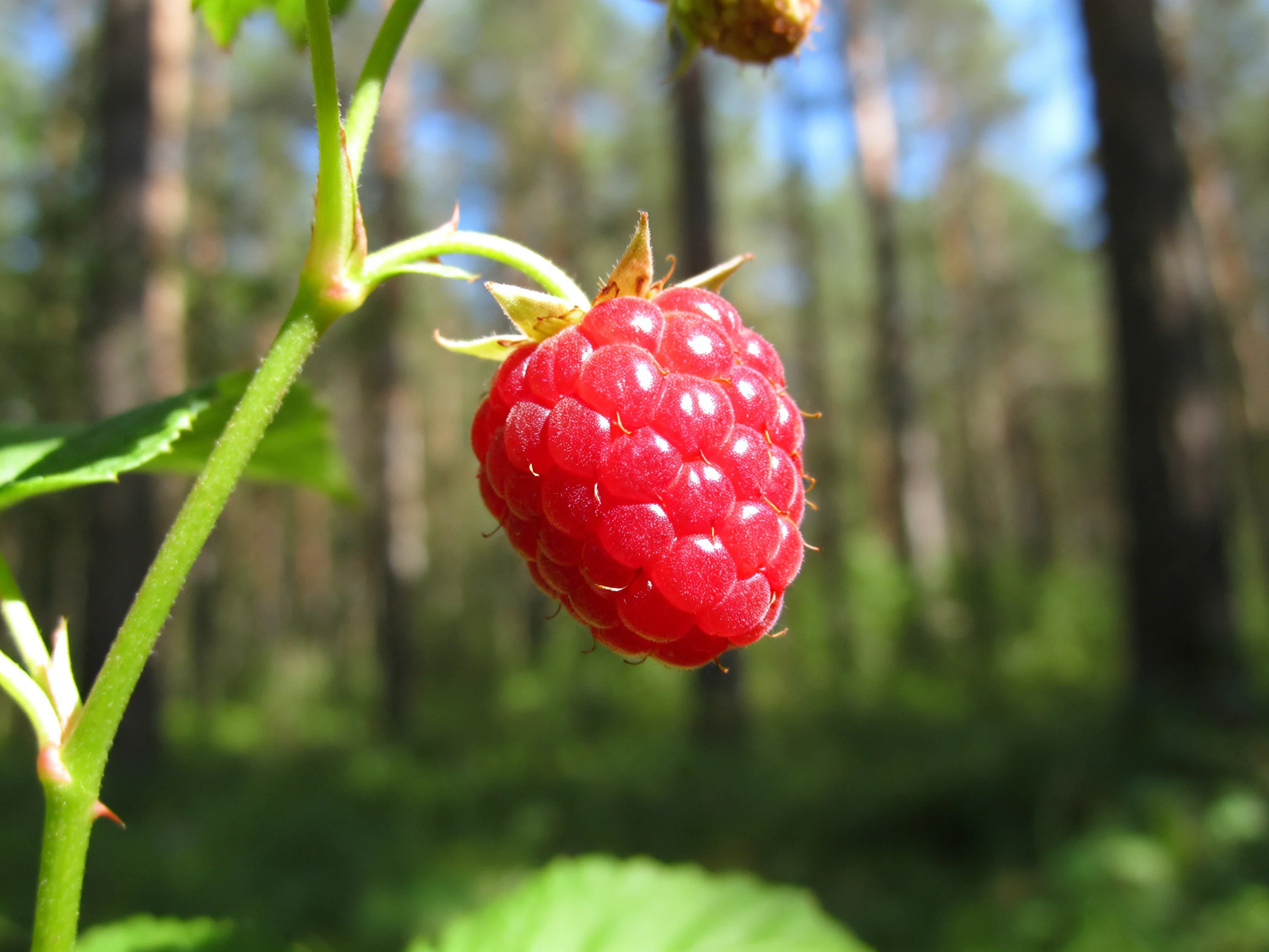 A vibrant red raspberry hangs from a green stem in a sunlit forest