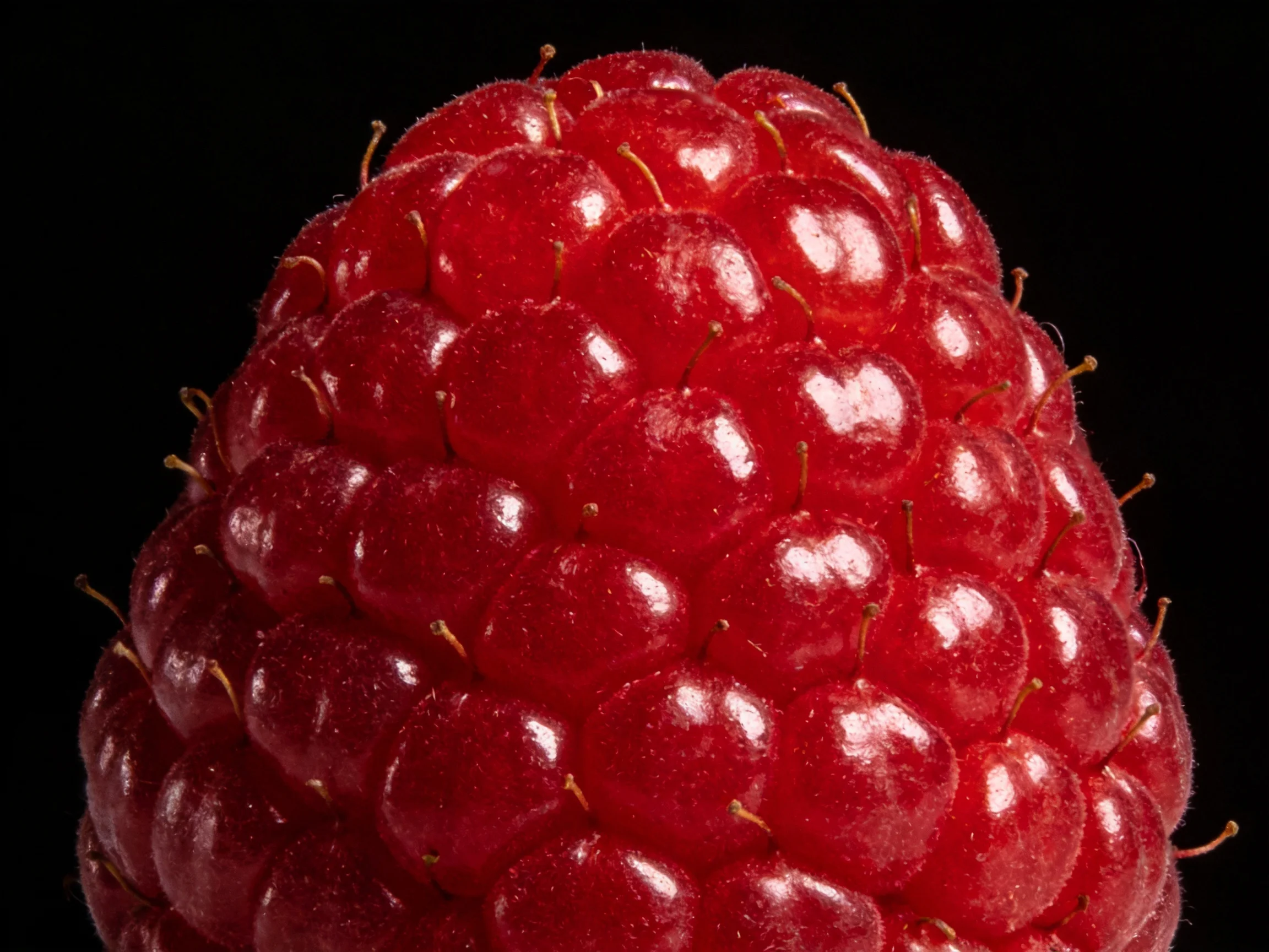A vibrant red raspberry with textured drupelets and small stems