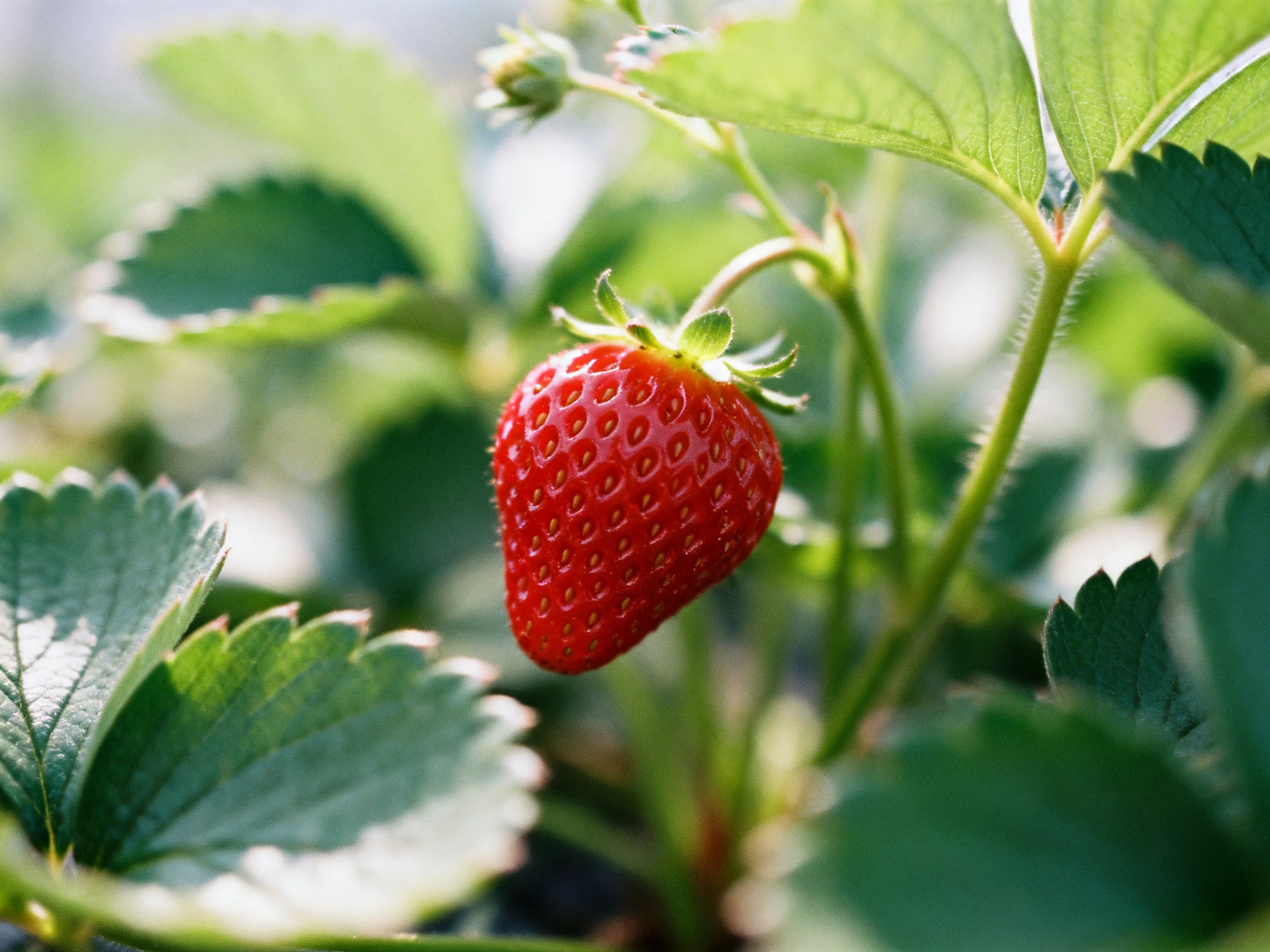 A vibrant red strawberry grows among lush green foliage