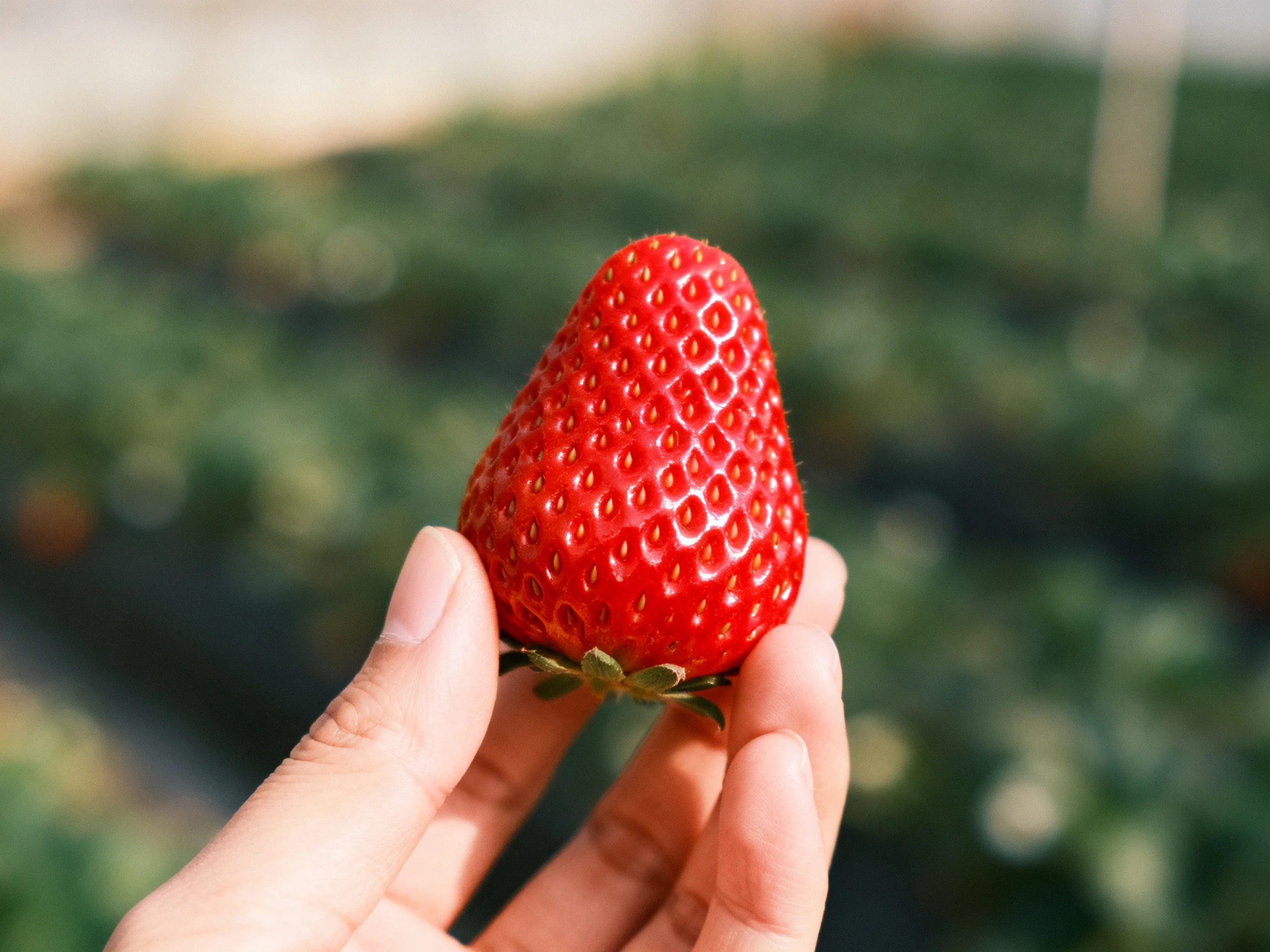 A vibrant red strawberry held up against a blurred green background