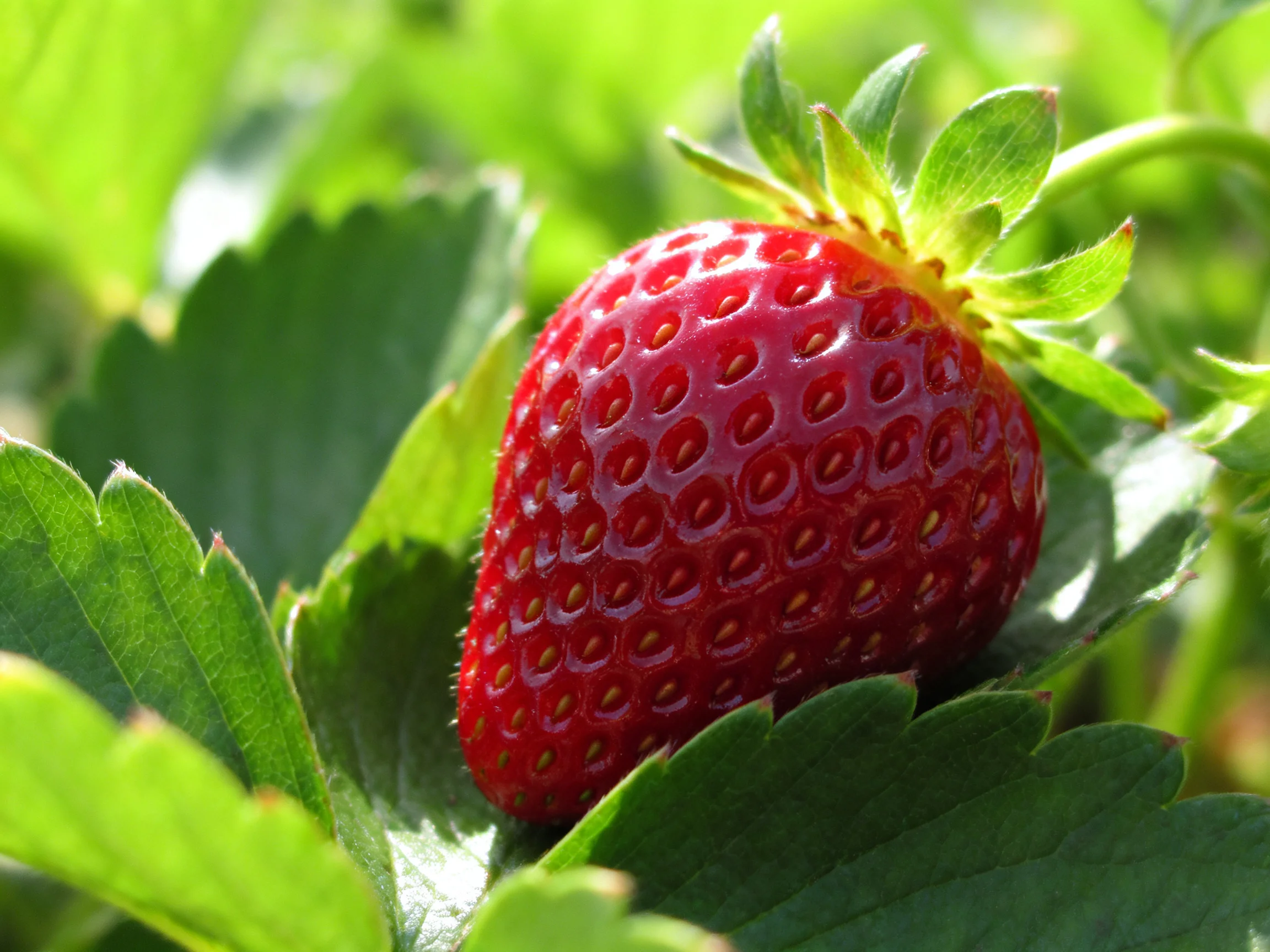 A vibrant red strawberry nestled among lush green foliage