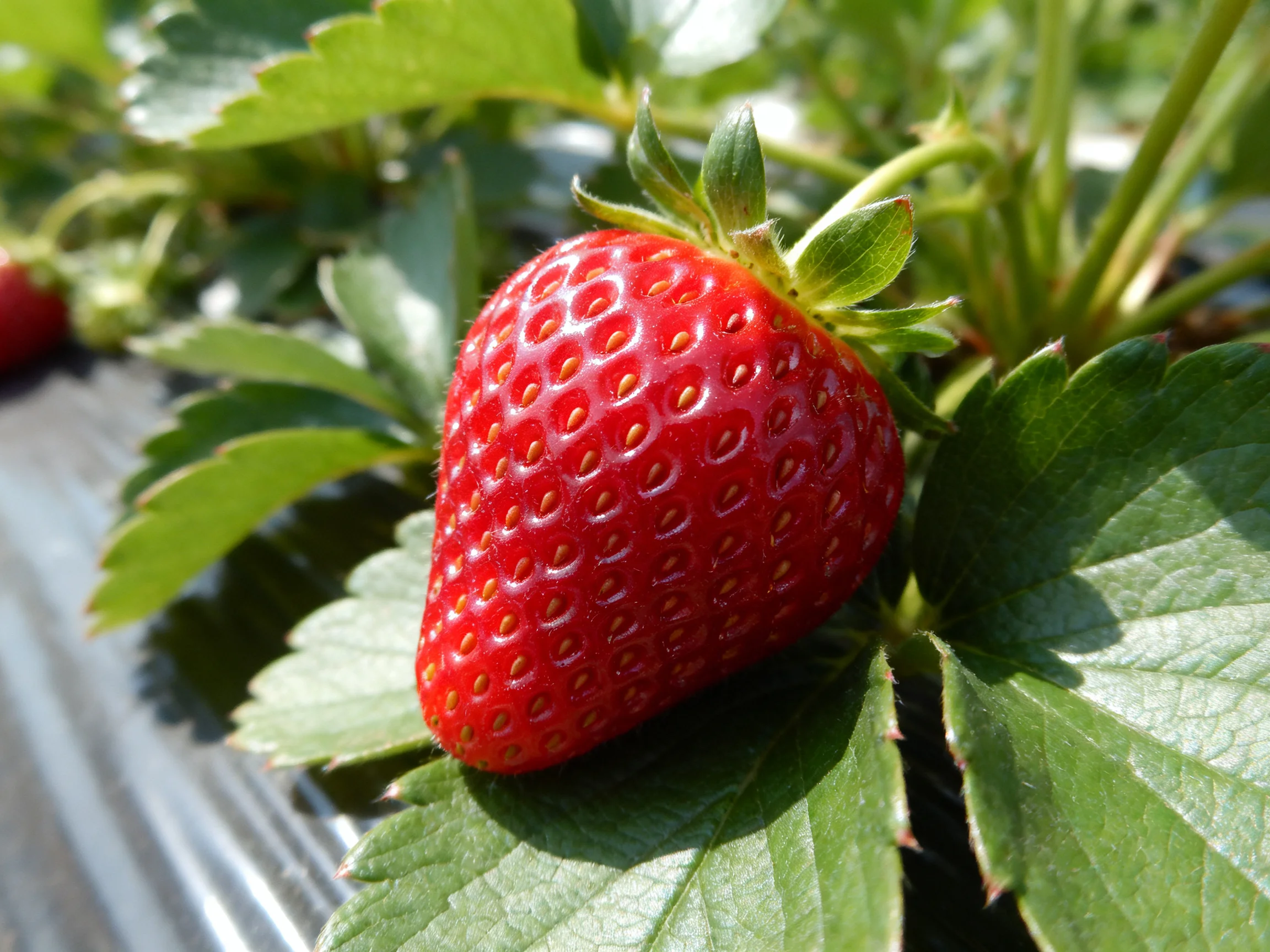 A vibrant red strawberry nestled among lush green foliage