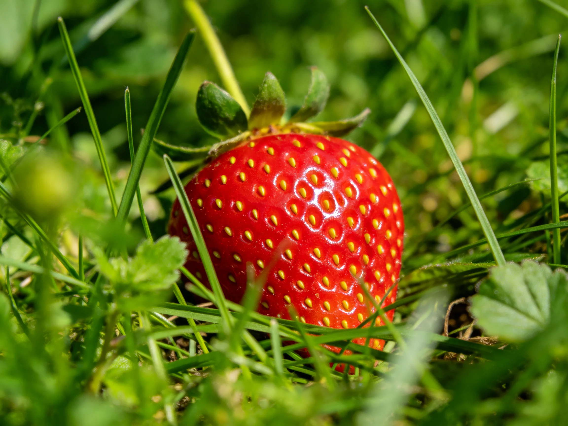 A vibrant red strawberry nestled among lush green grass blades