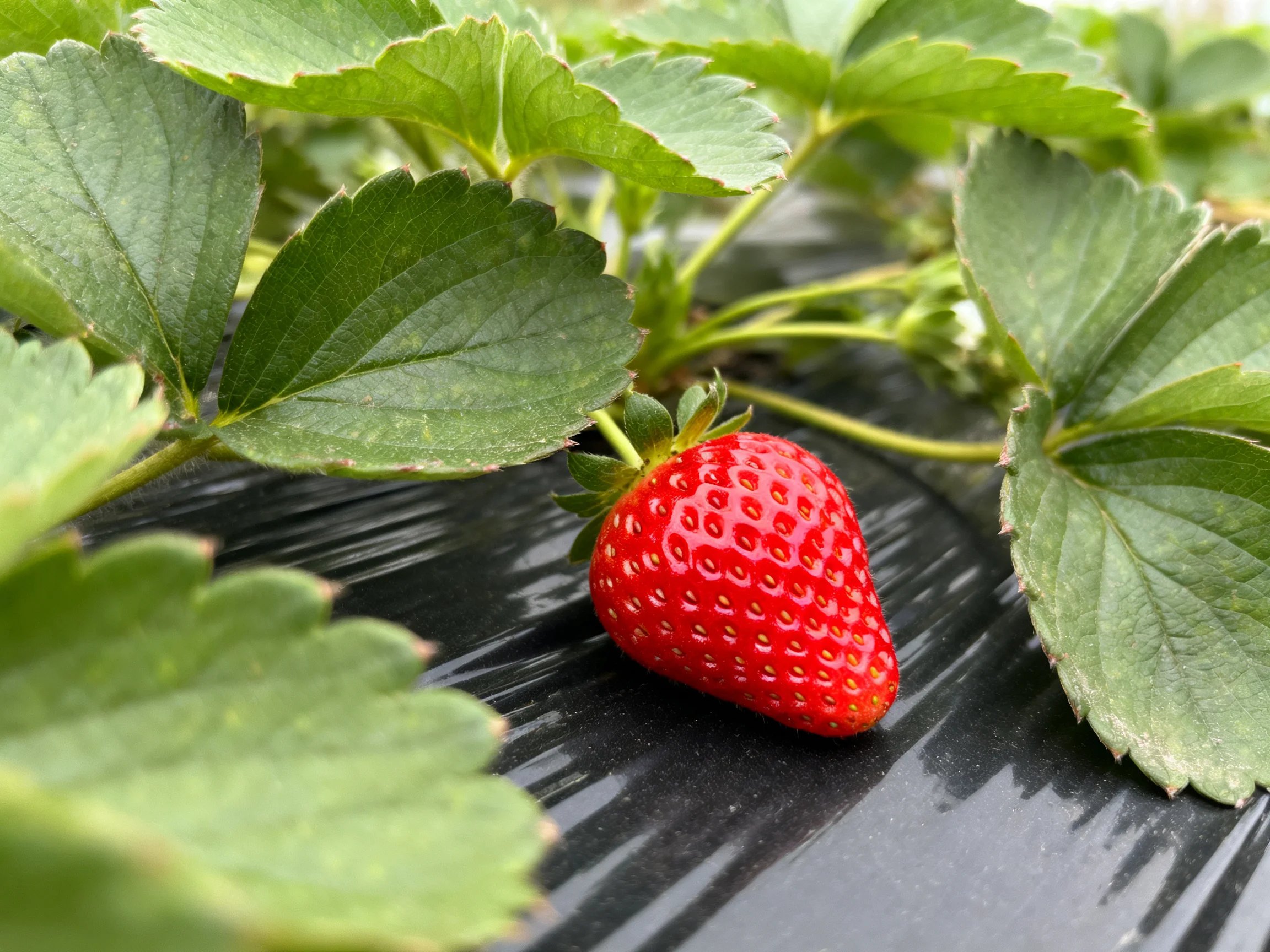 A vibrant red strawberry surrounded by lush green leaves