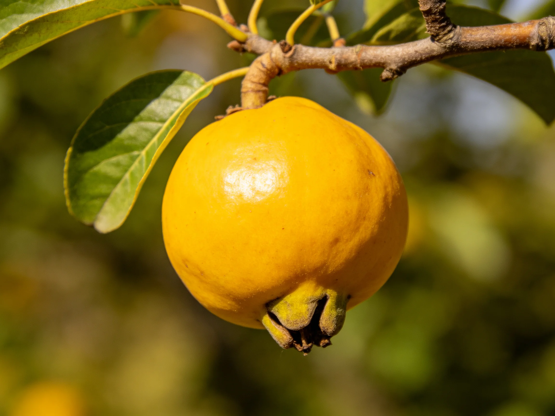 A vibrant yellow fruit hangs from a tree branch amid lush green foliage