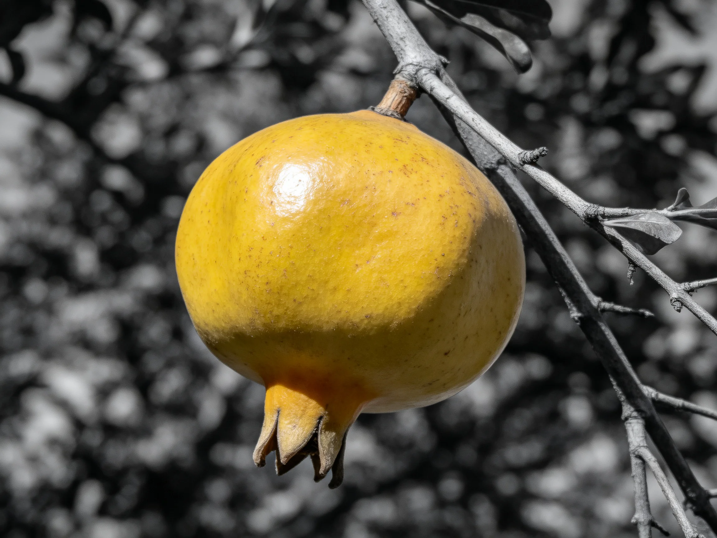 A vibrant yellow pomegranate hangs from a tree branch amid monochrome foliage