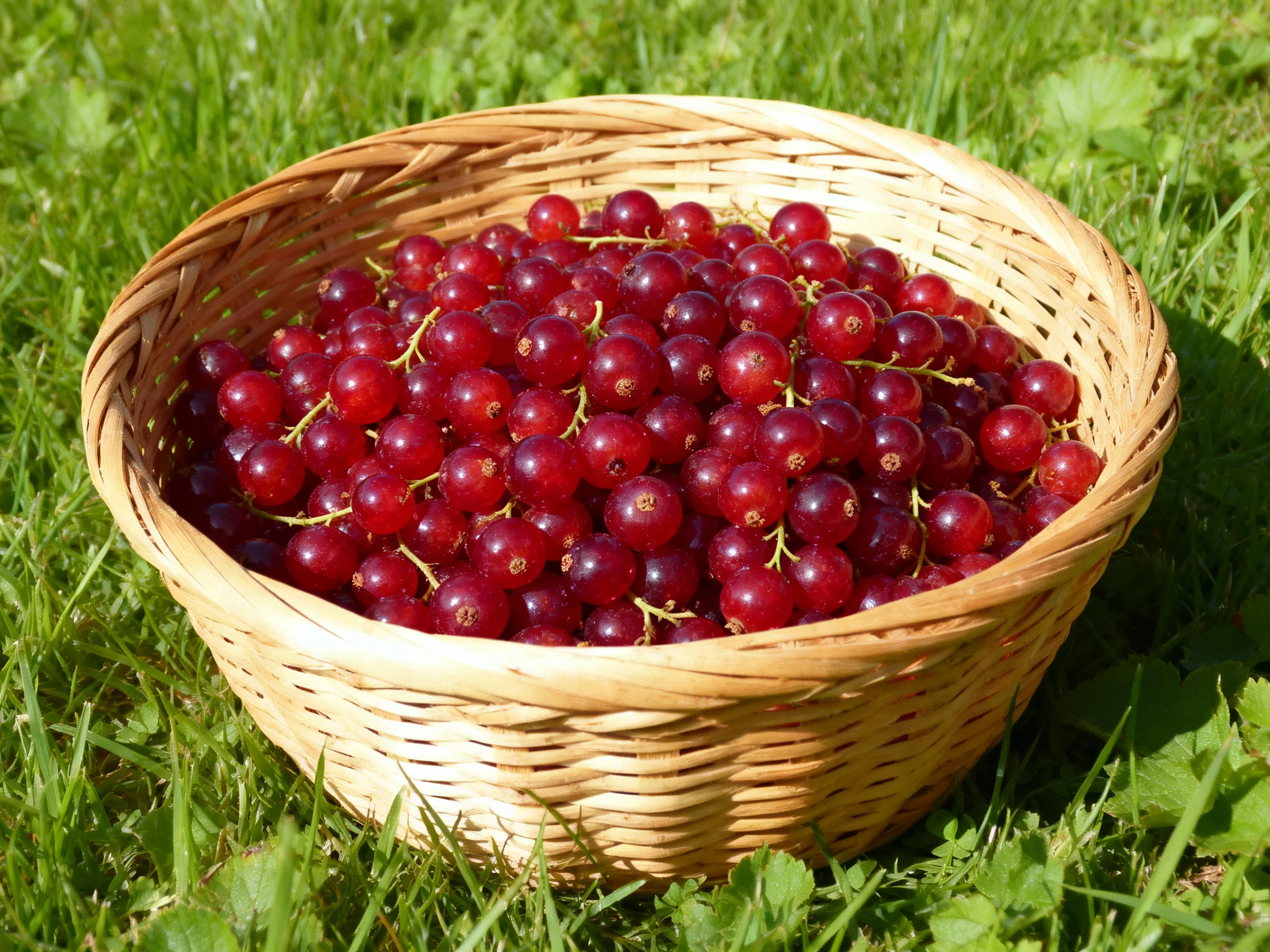 A wicker basket brimming with vibrant red berries on green grass