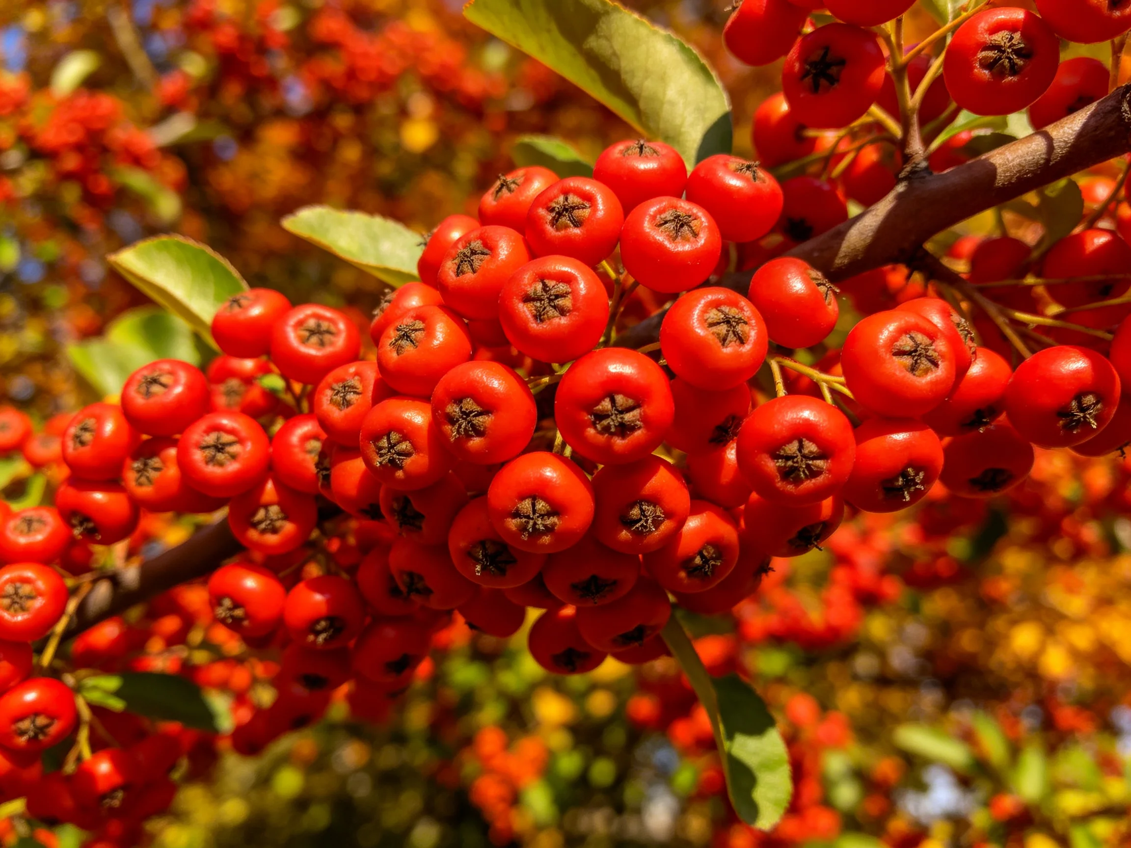 Abundant Bright Red Berry Clusters on a Tree Branch