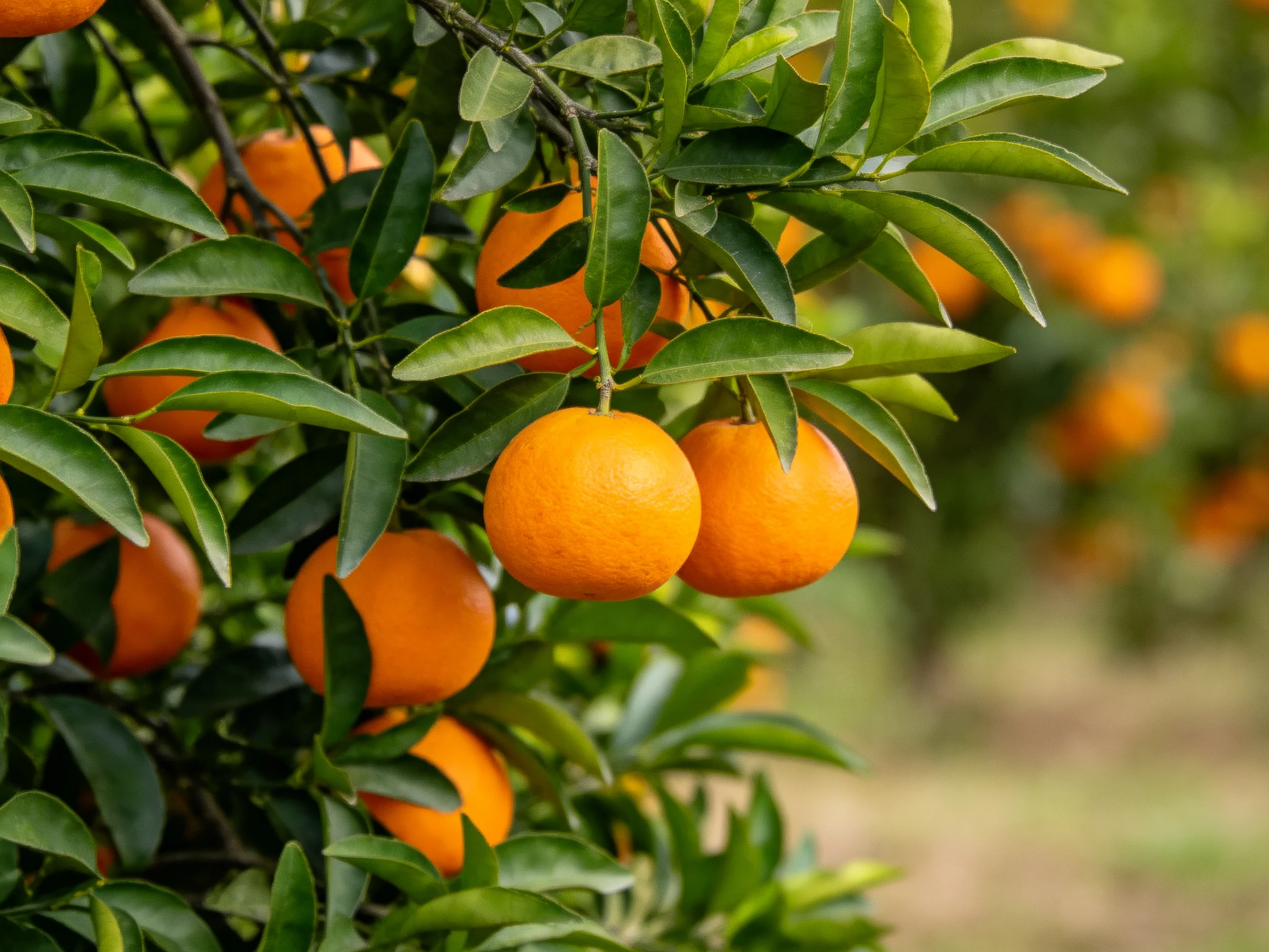Abundant bright orange citrus fruits on leafy green trees