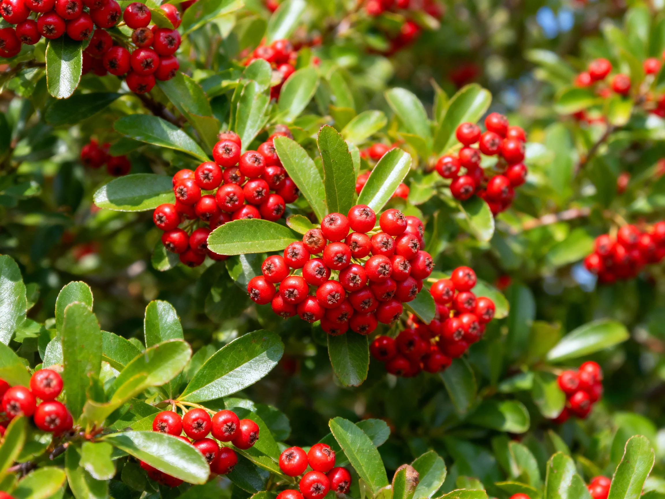 Abundant clusters of bright red berries amid glossy green leaves