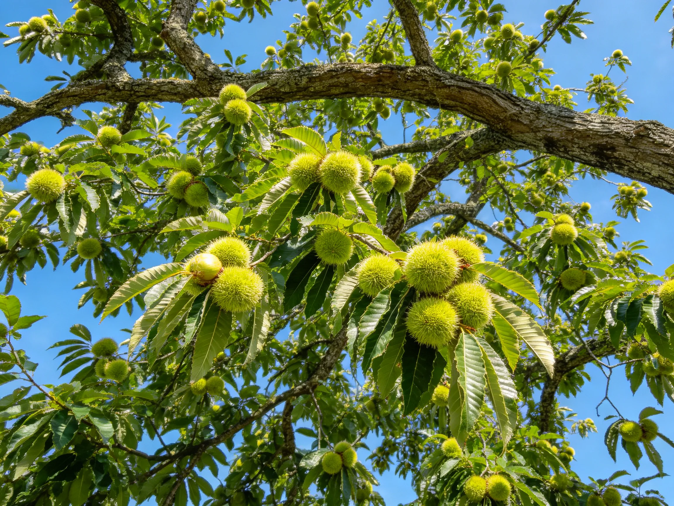 Abundant green spiky chestnuts on mature tree branches