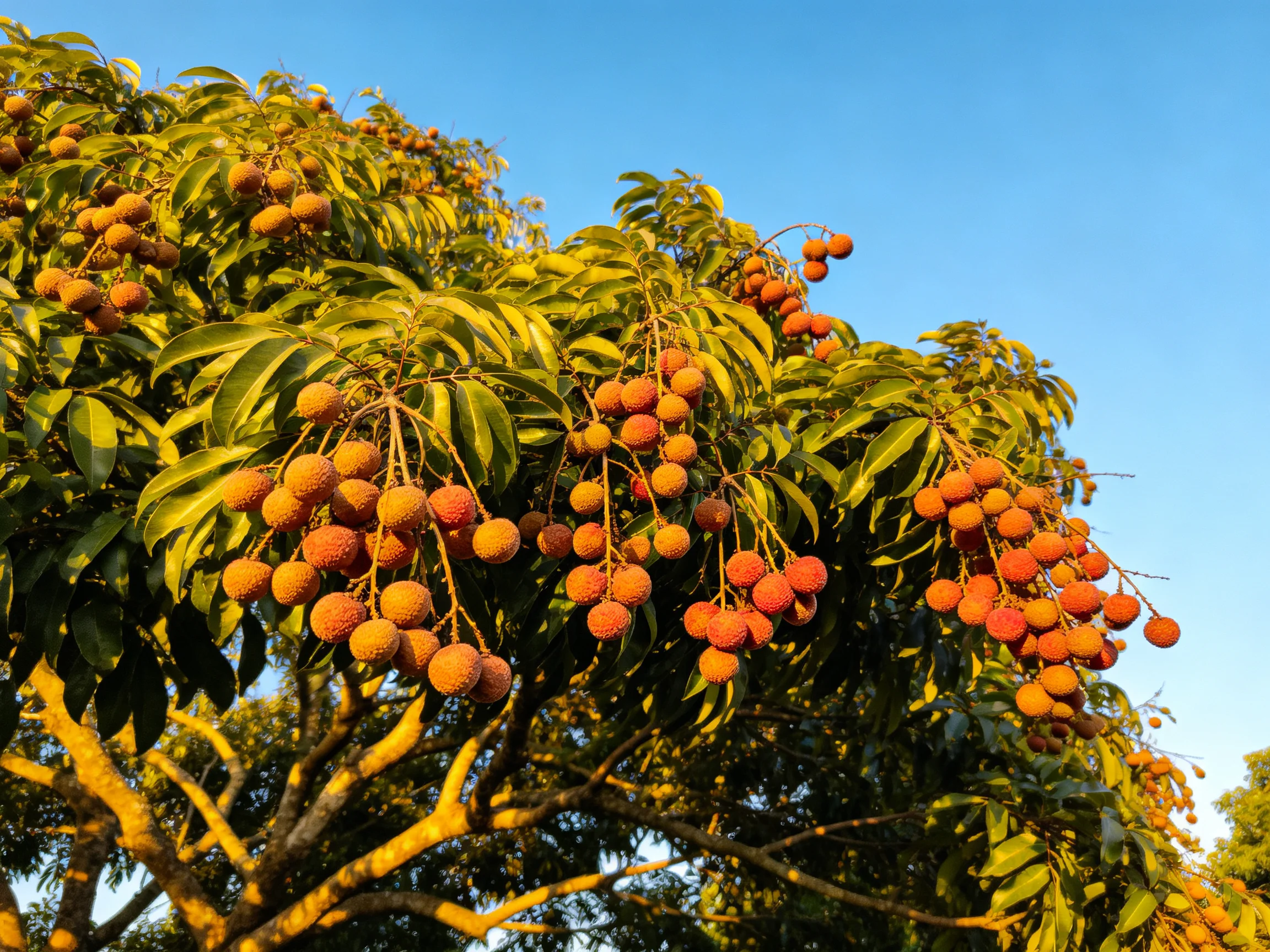 Abundant lychee tree with reddish-orange fruits under clear blue sky