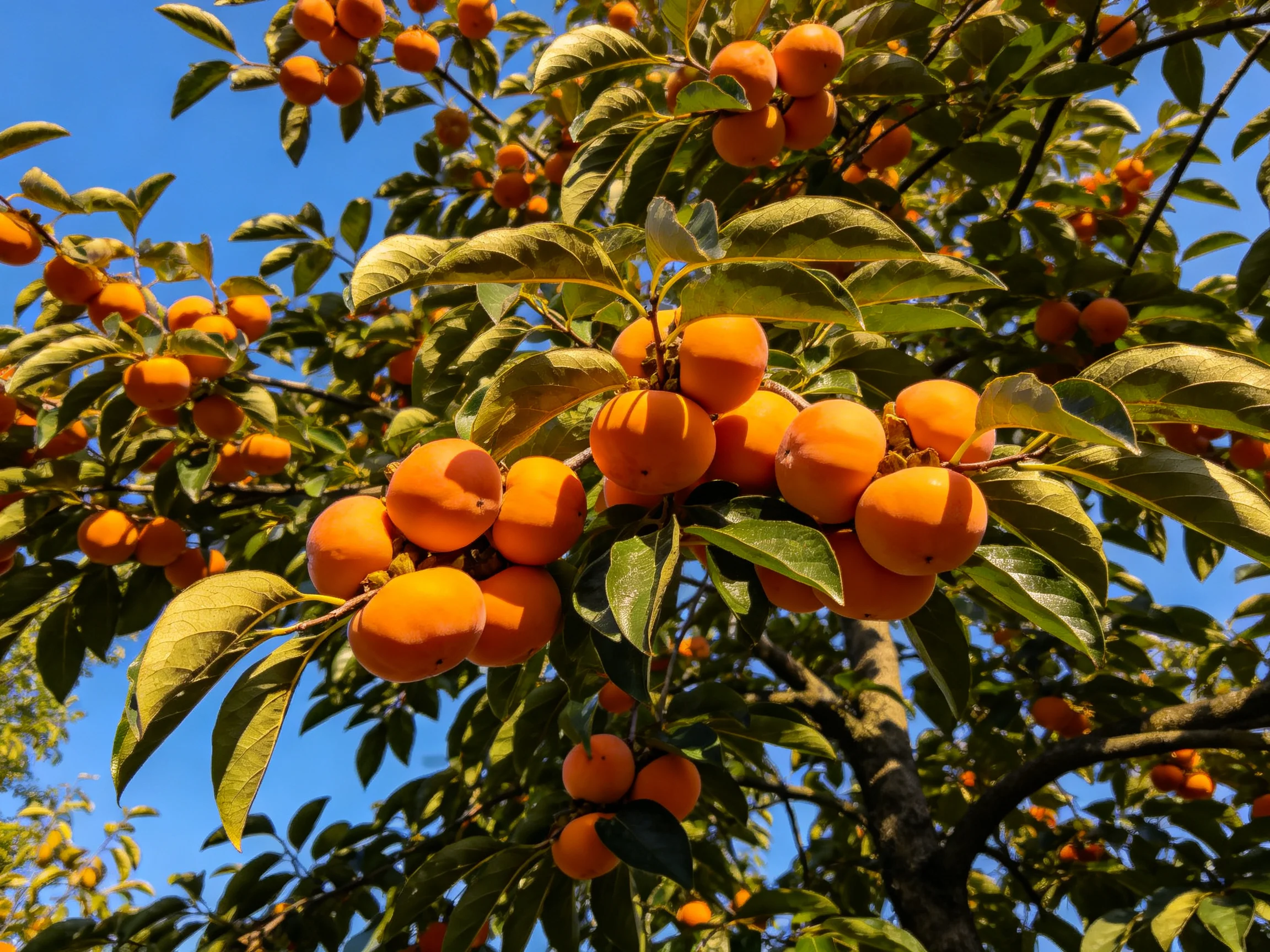 Abundant orange fruits cluster on lush green trees against bright blue sky