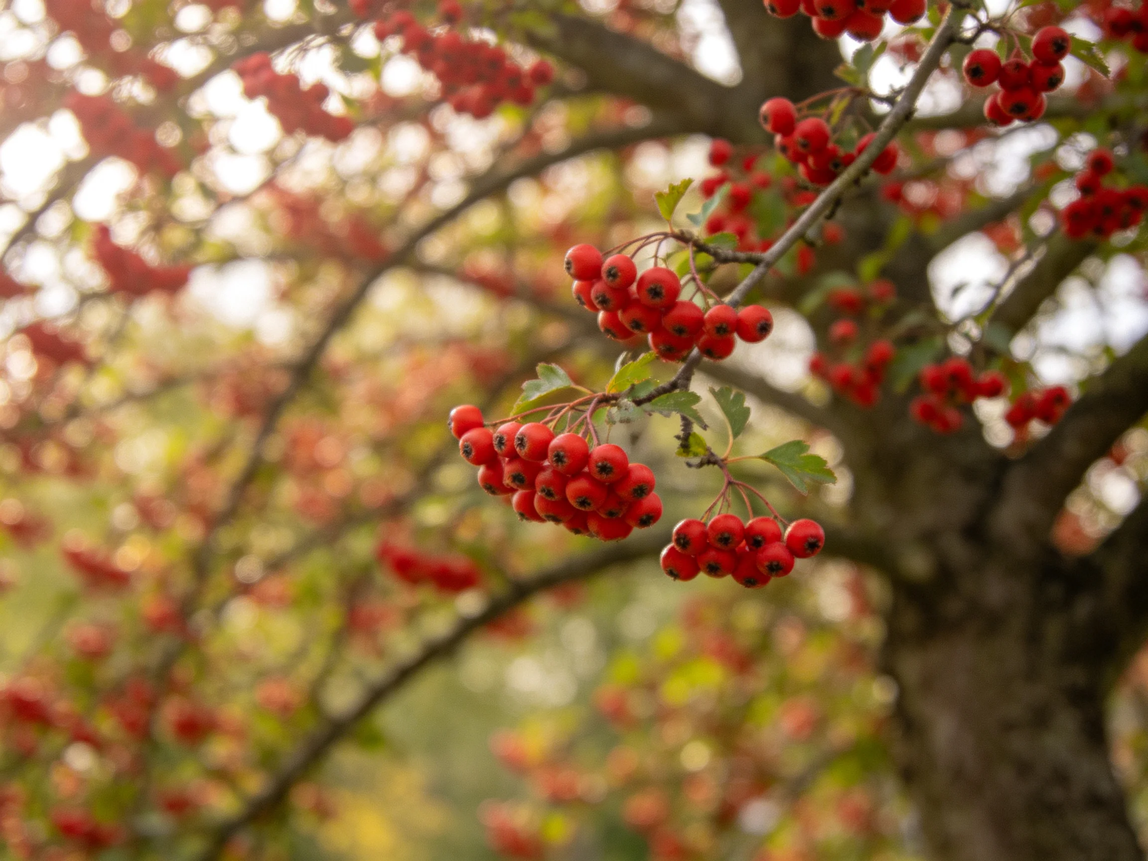 Abundant red berry clusters adorn a mature tree with green foliage