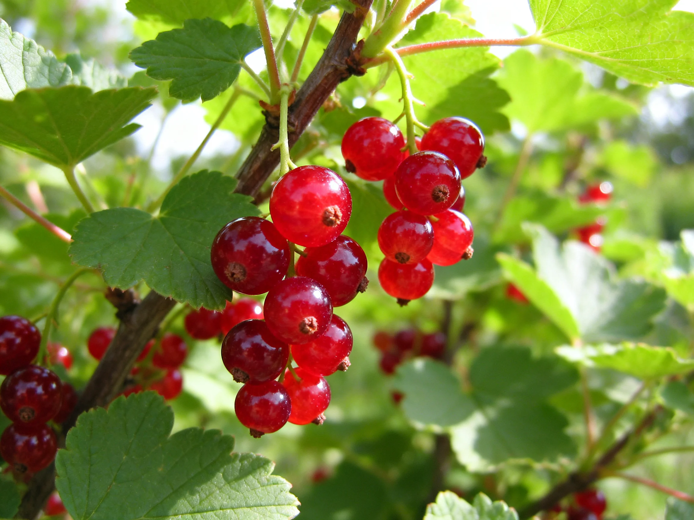 Abundant red currant clusters thrive among verdant green leaves