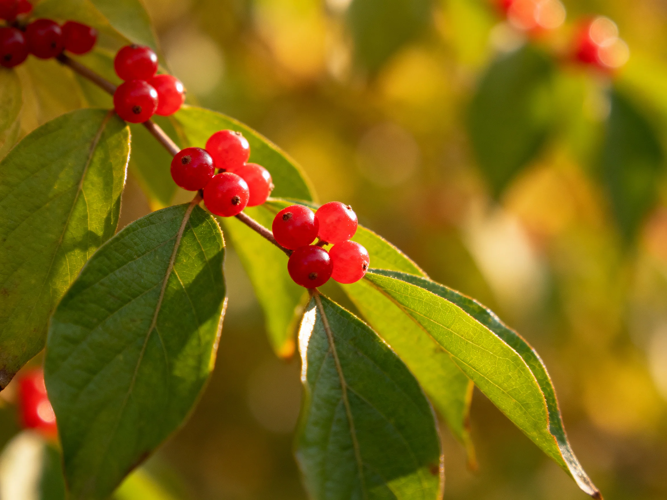 Bright red berries cluster among glossy green leaves on slender branches