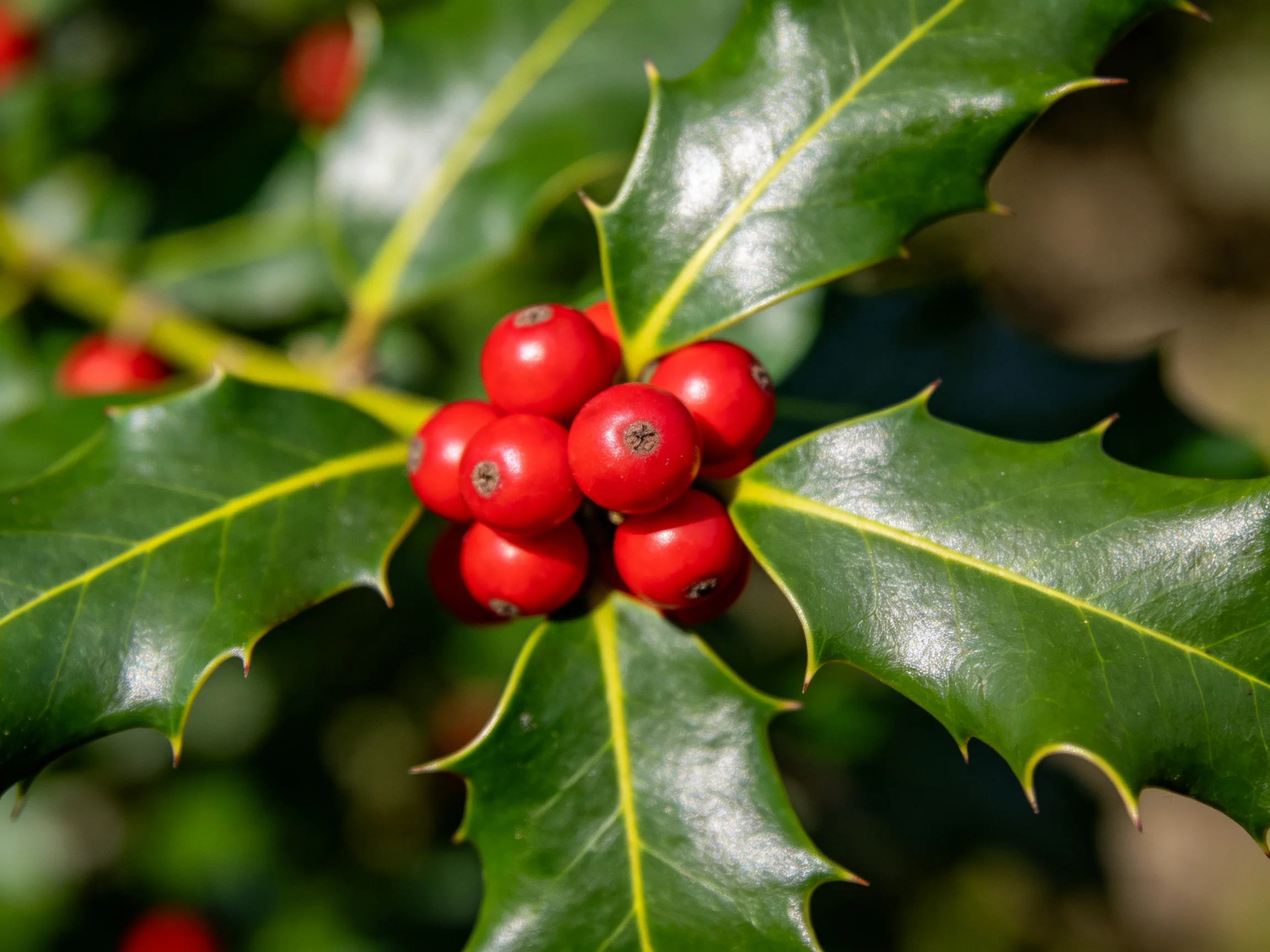 Bright red berries clustered among glossy green holly leaves
