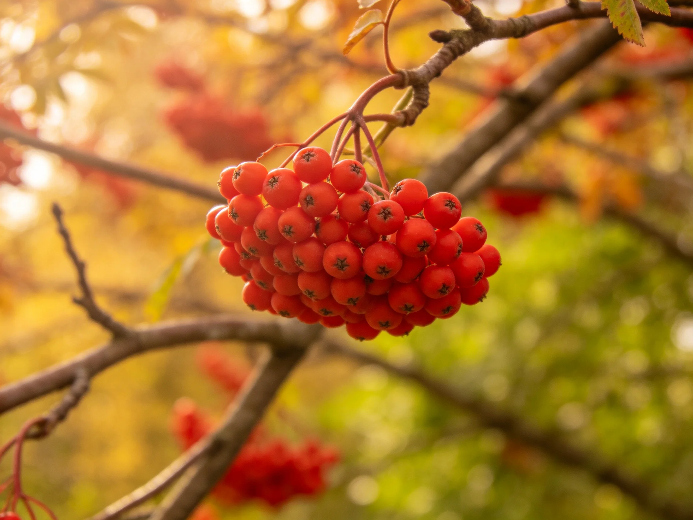 Bright red berry cluster hangs from tree branch in autumn setting
