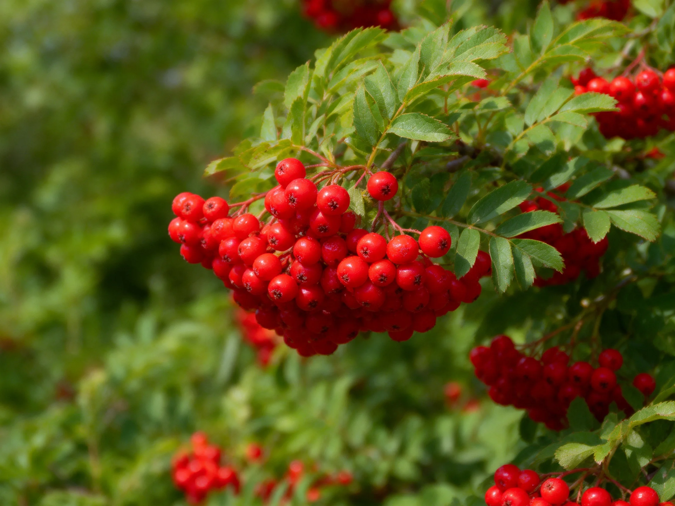 Bright red berry clusters hang among lush green foliage
