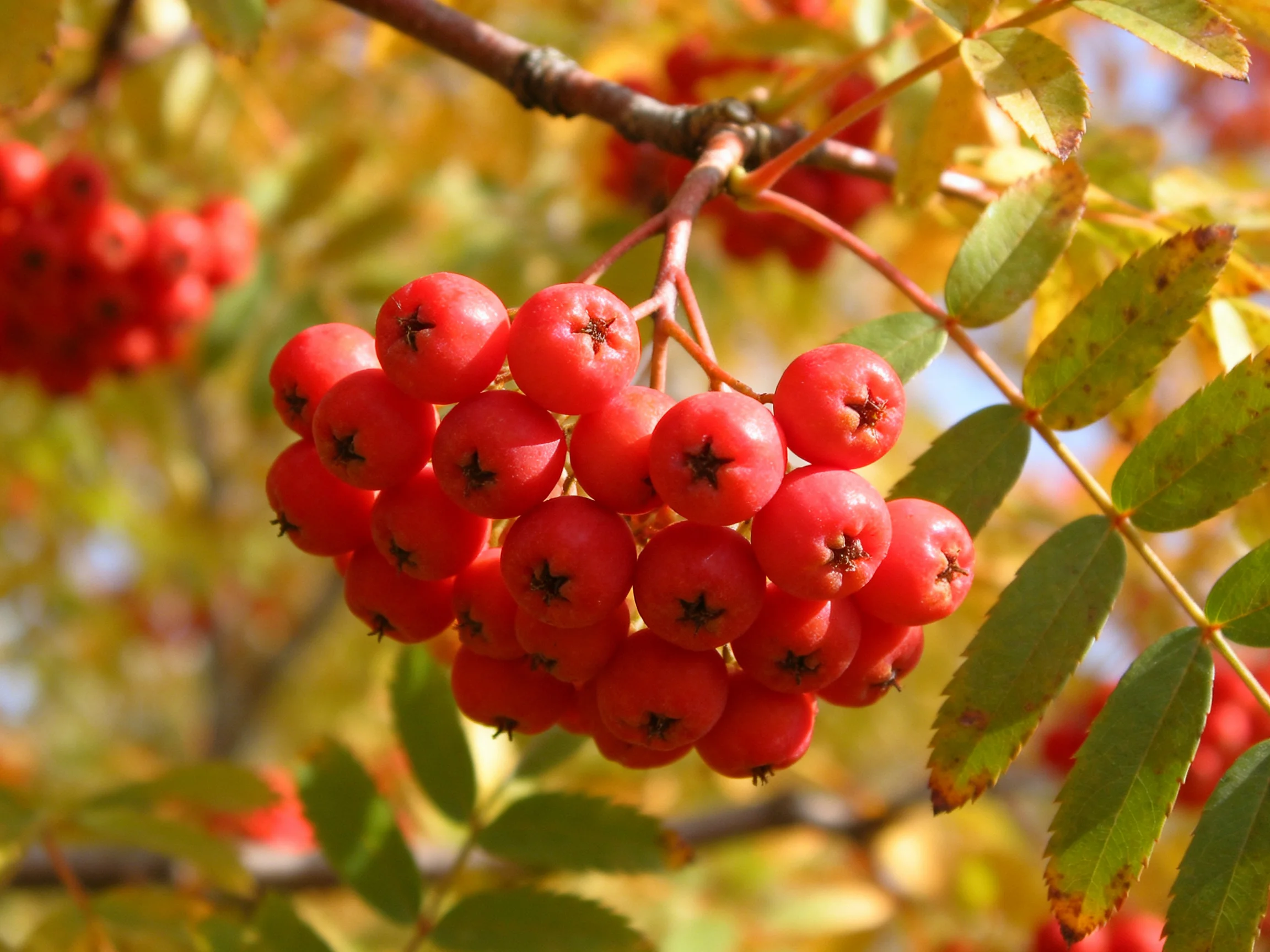 Bright red berry clusters hang from a branch with golden-yellow leaves