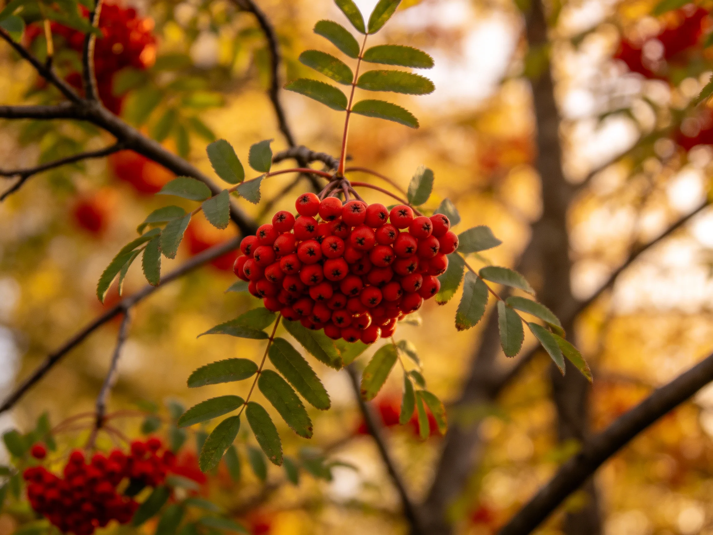Bright red berry clusters hang from branches amid green leaves in an autumnal tree.